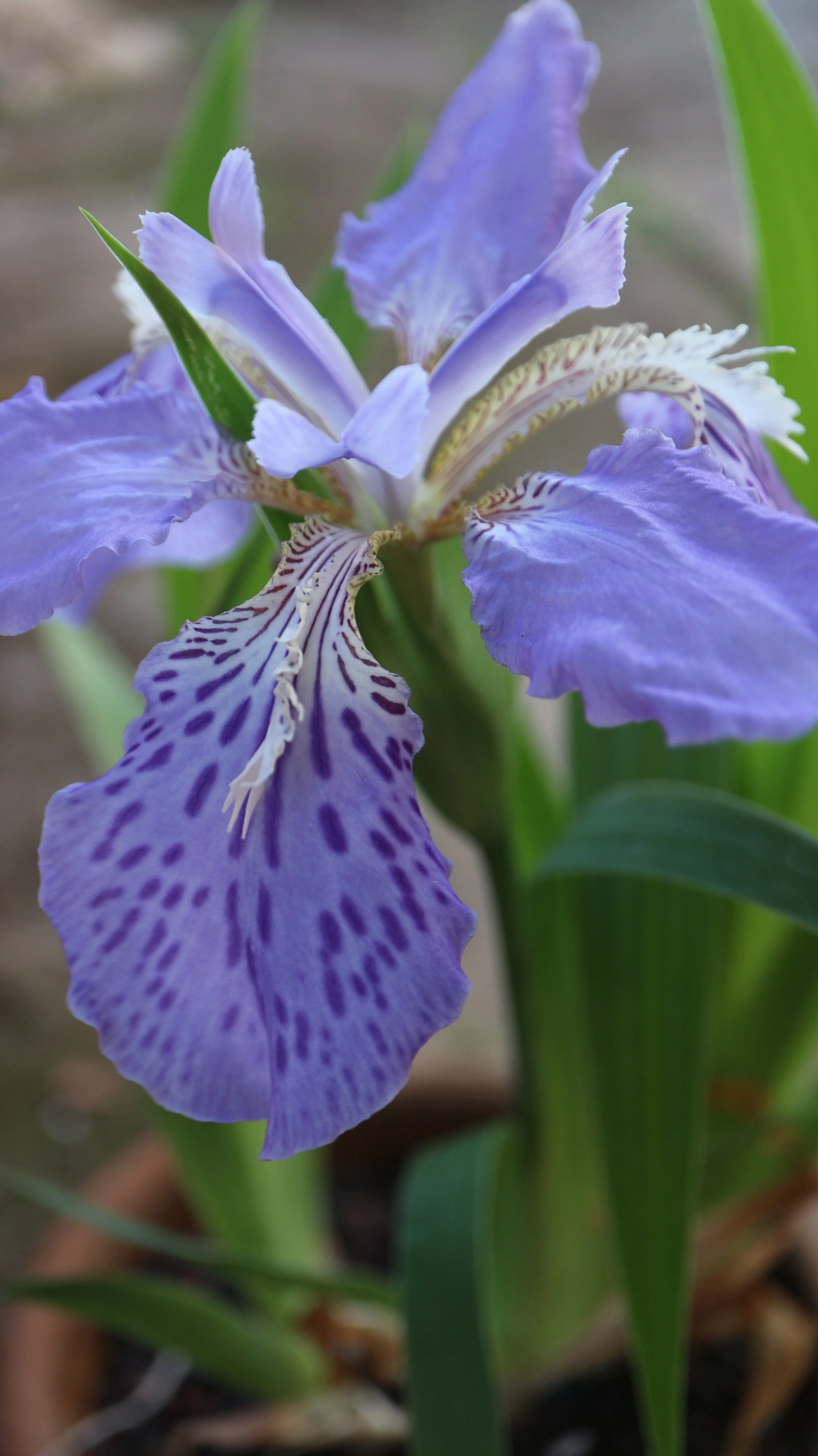 Iris tectorum / Iridaceae / China