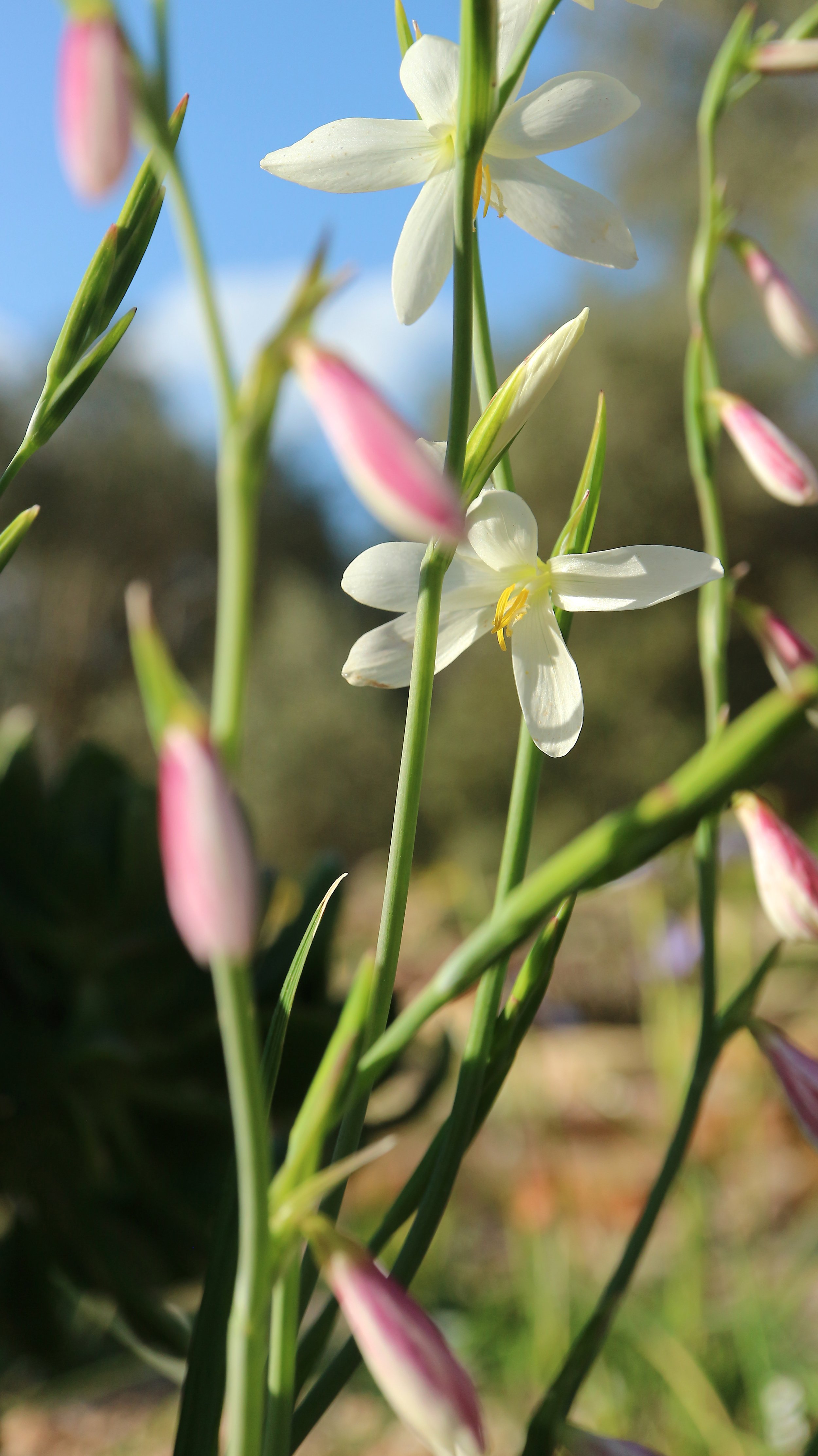 Hesperantha bachmanii / Iridaceae / SW Cape, South Africa