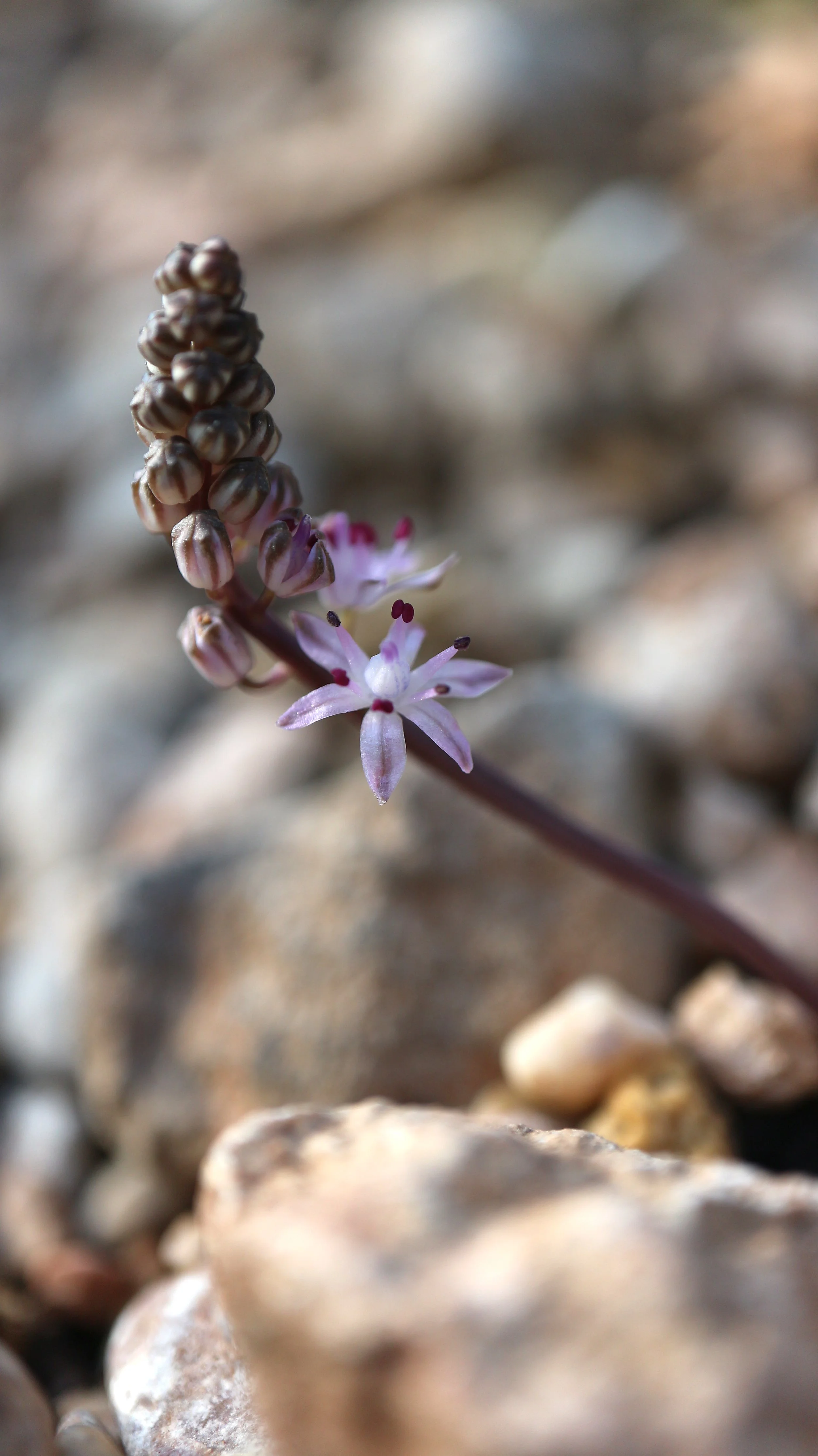 Prospero autumnale (ex Jaén) / Scilloideae / Mediterranean Region