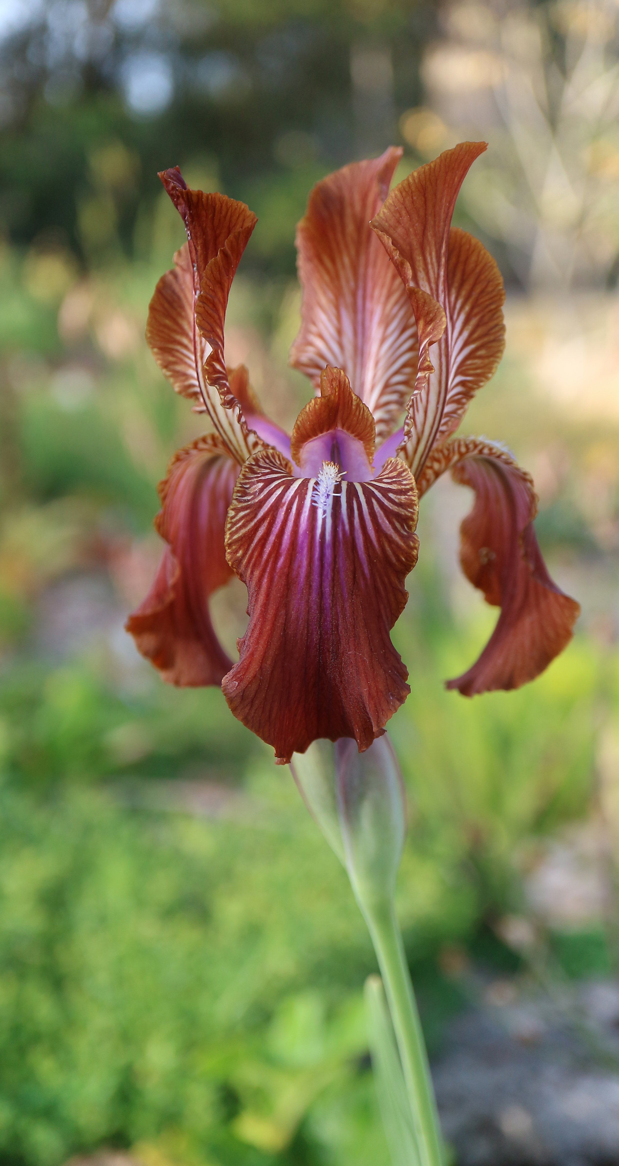 Iris stolonifera / Iridaceae / C Asia
