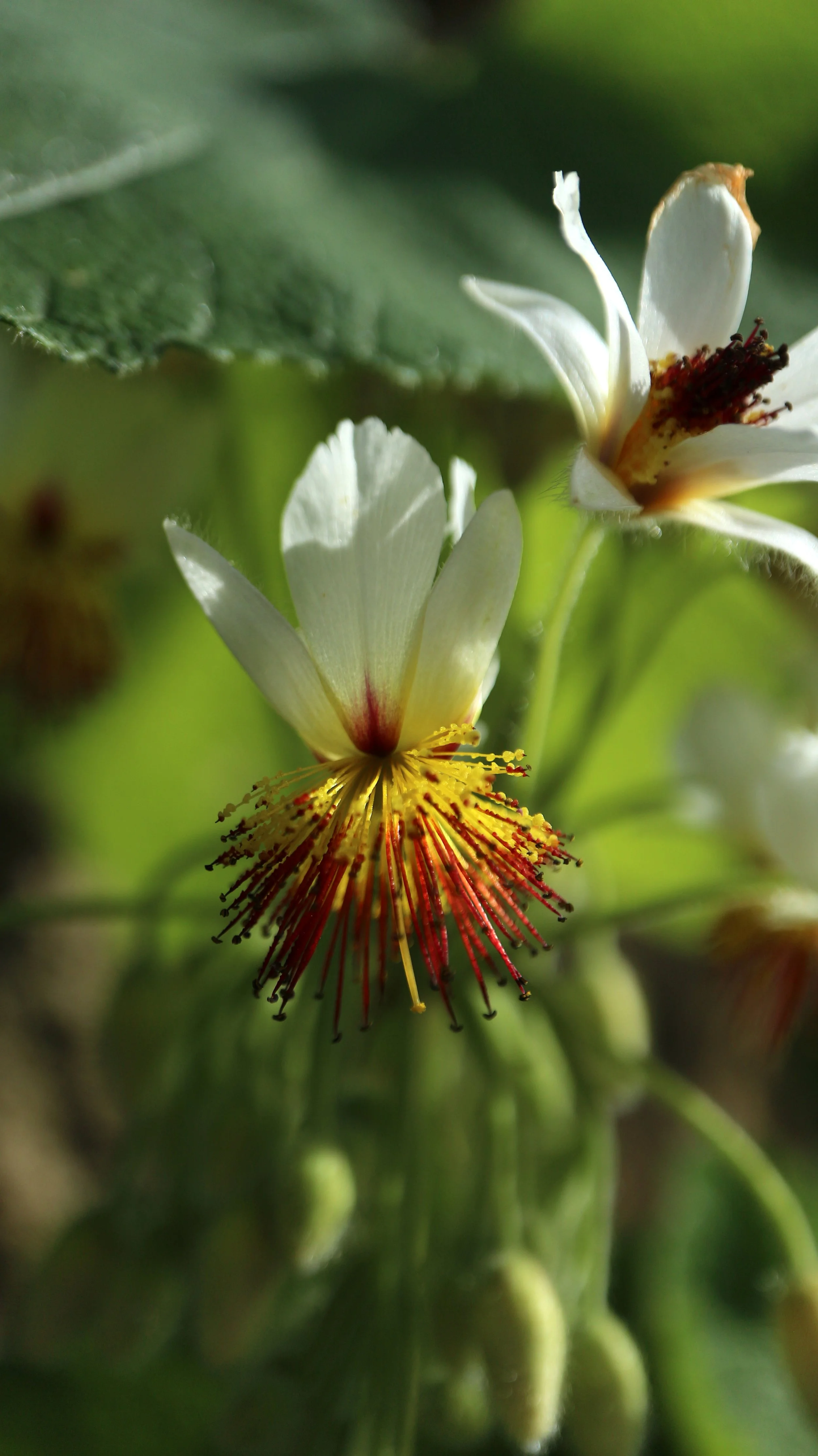 Sparrmannia africana / Malvaceae / Southern African countries, Madagascar