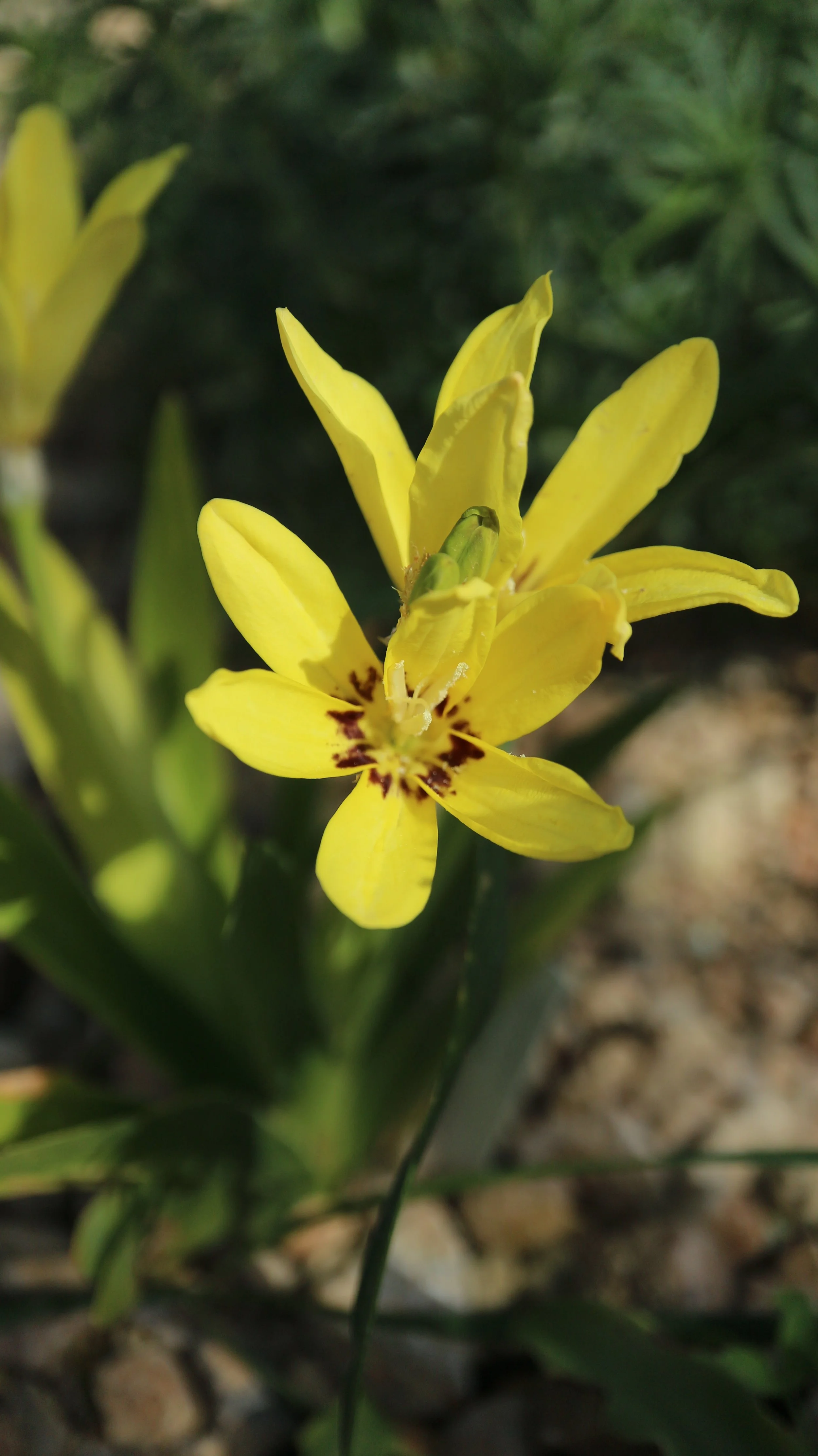 Sparaxis maculata / Iridaceae / W Cape, South Africa