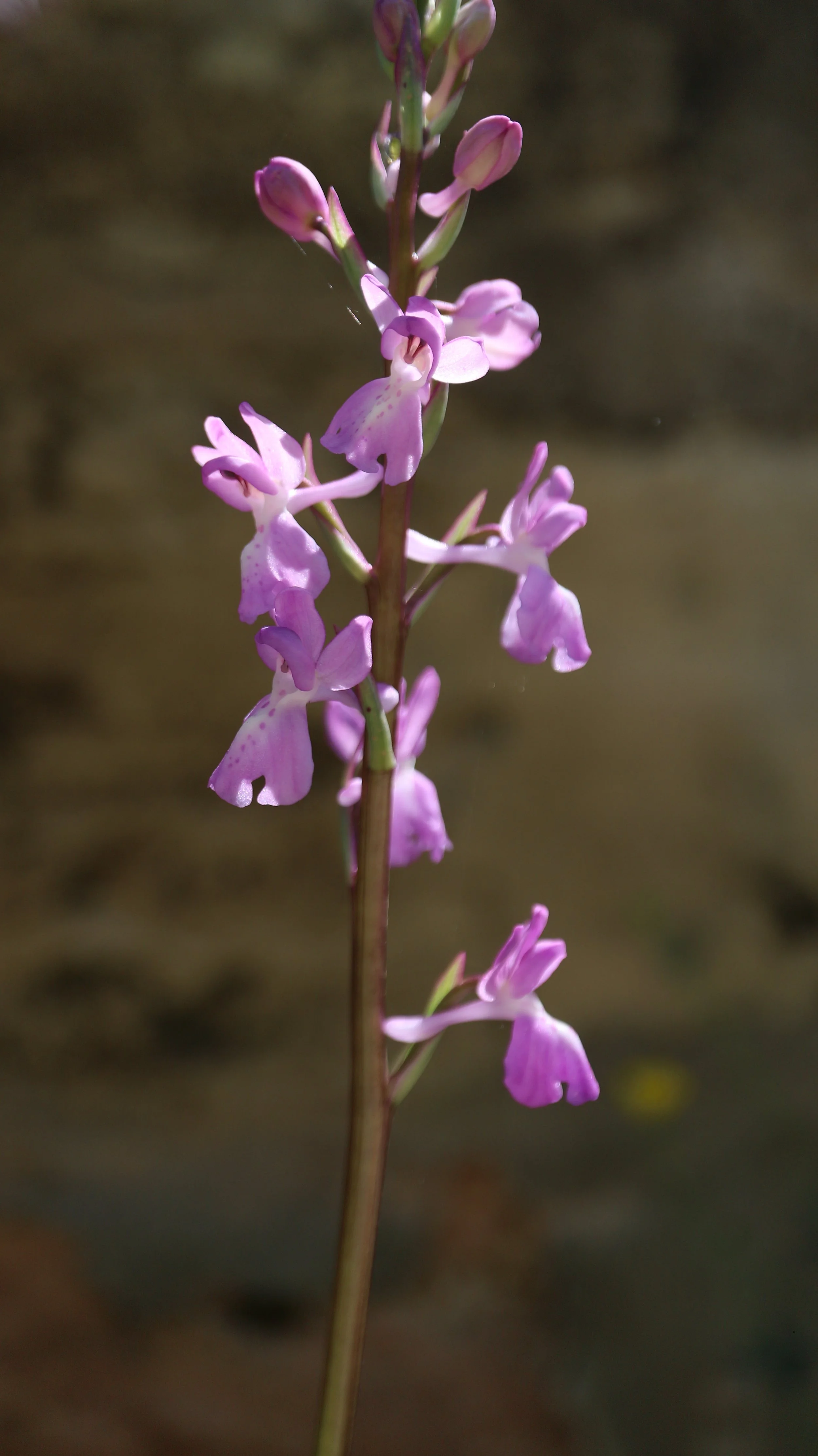 Ophrys mascula subsp. laxifloriformis (ex Madrid) / Orchidaceae / W Mediterranean Region