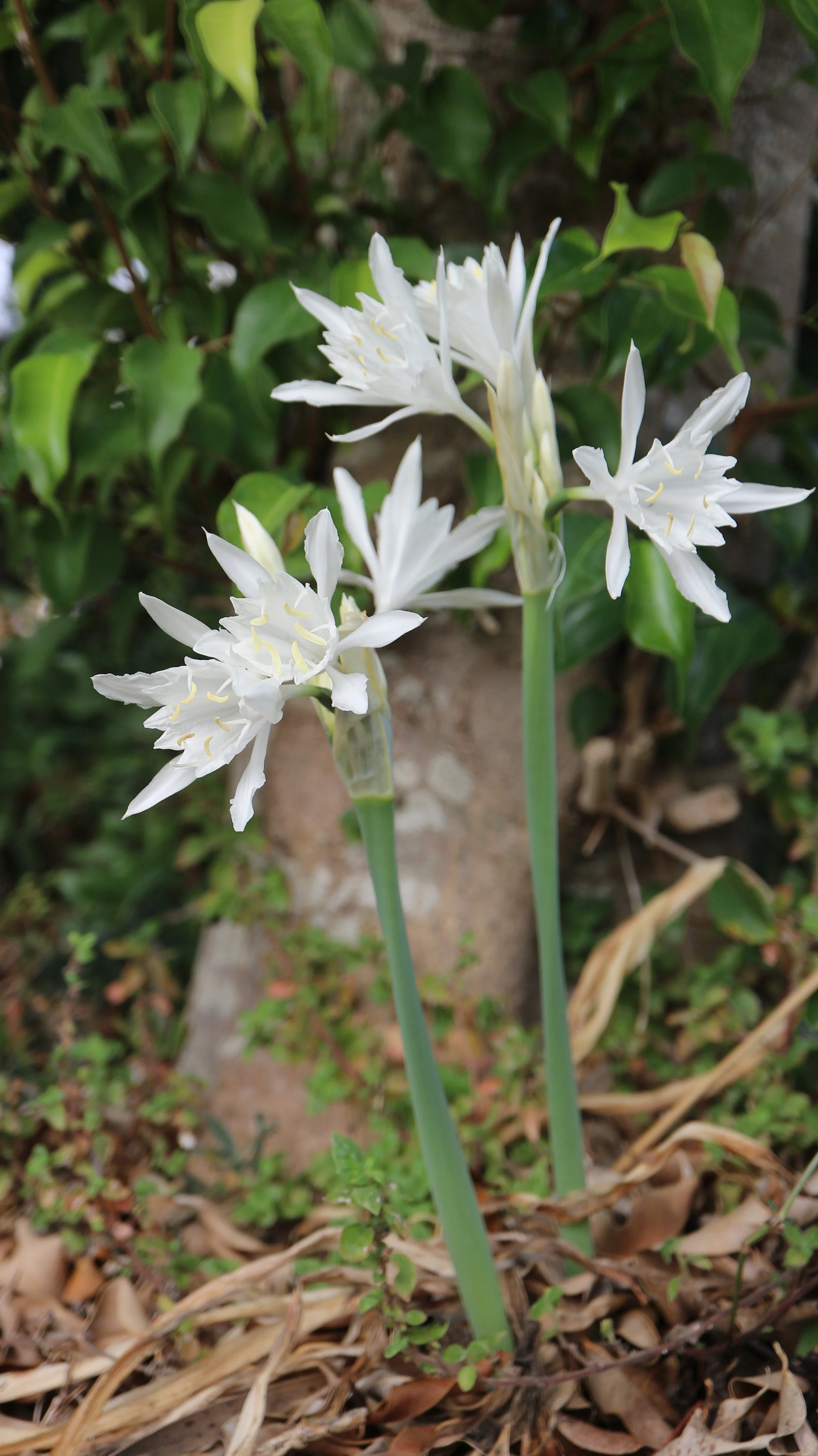 Pancratium canariense 2021 2.JPG