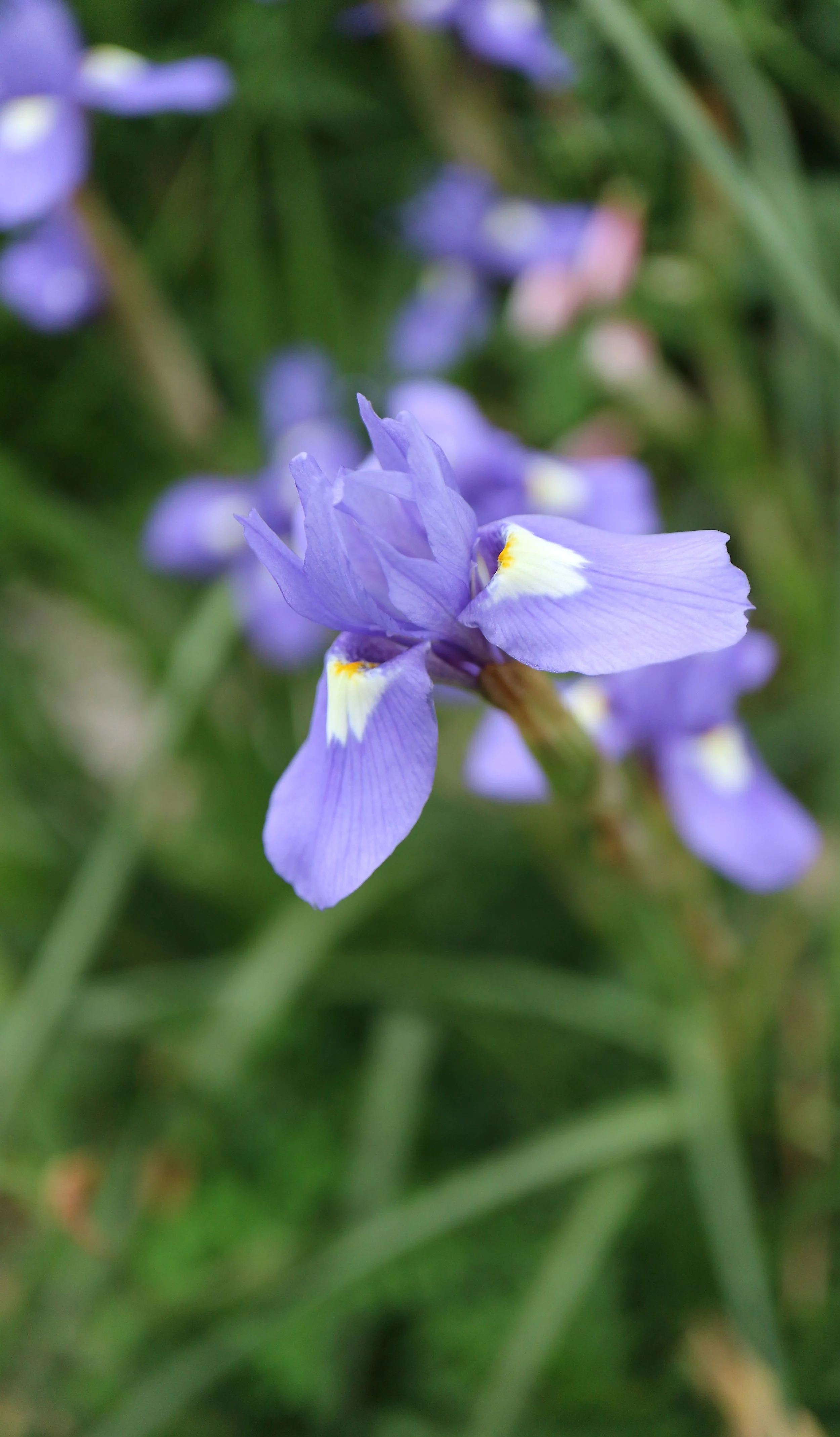 Moraea sisyrhinchium (ex Cádiz) / Iridaceae / Mediterranean Region