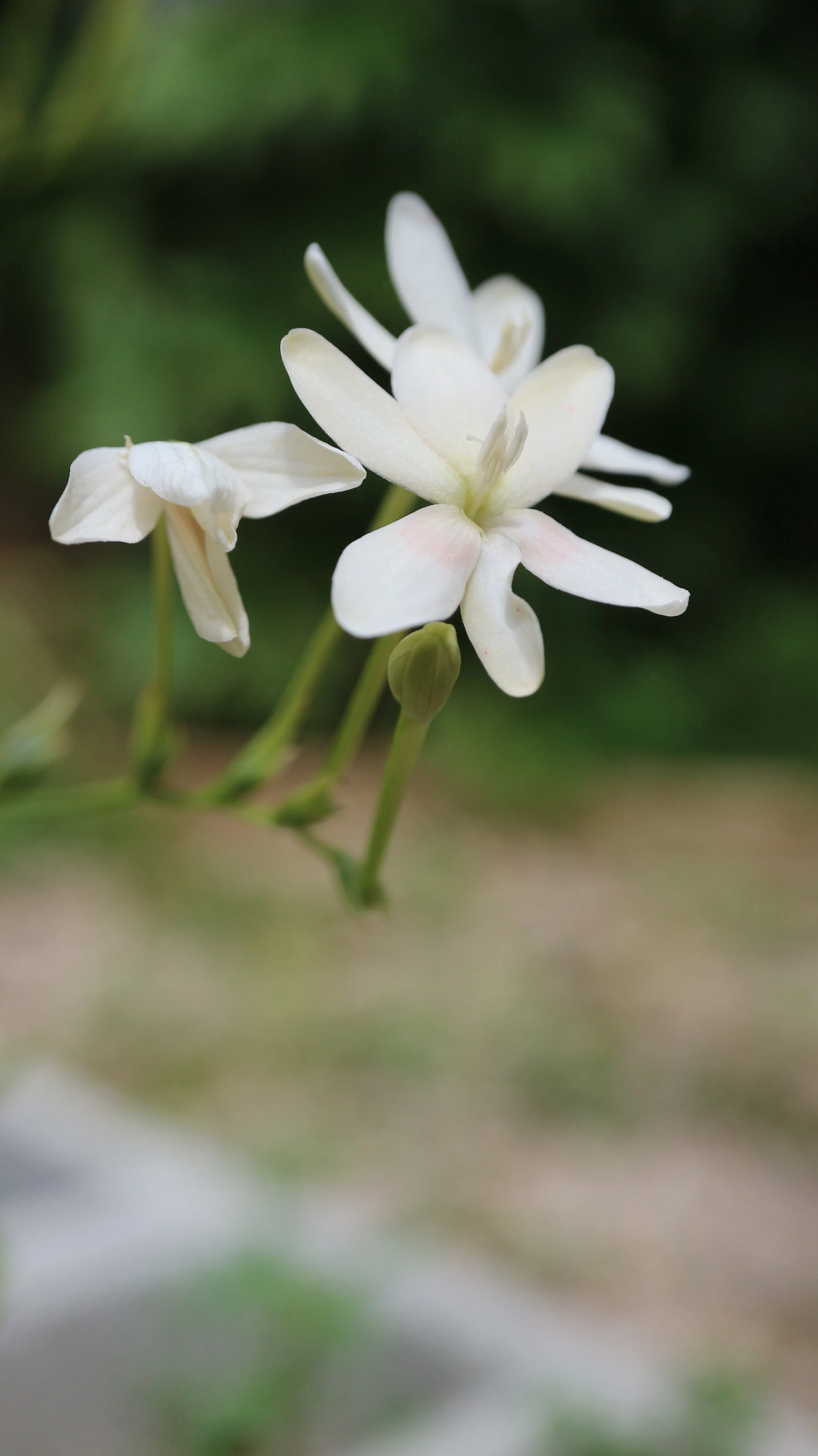 Freesia laxa f. alba / Iridaceae / E South Africa