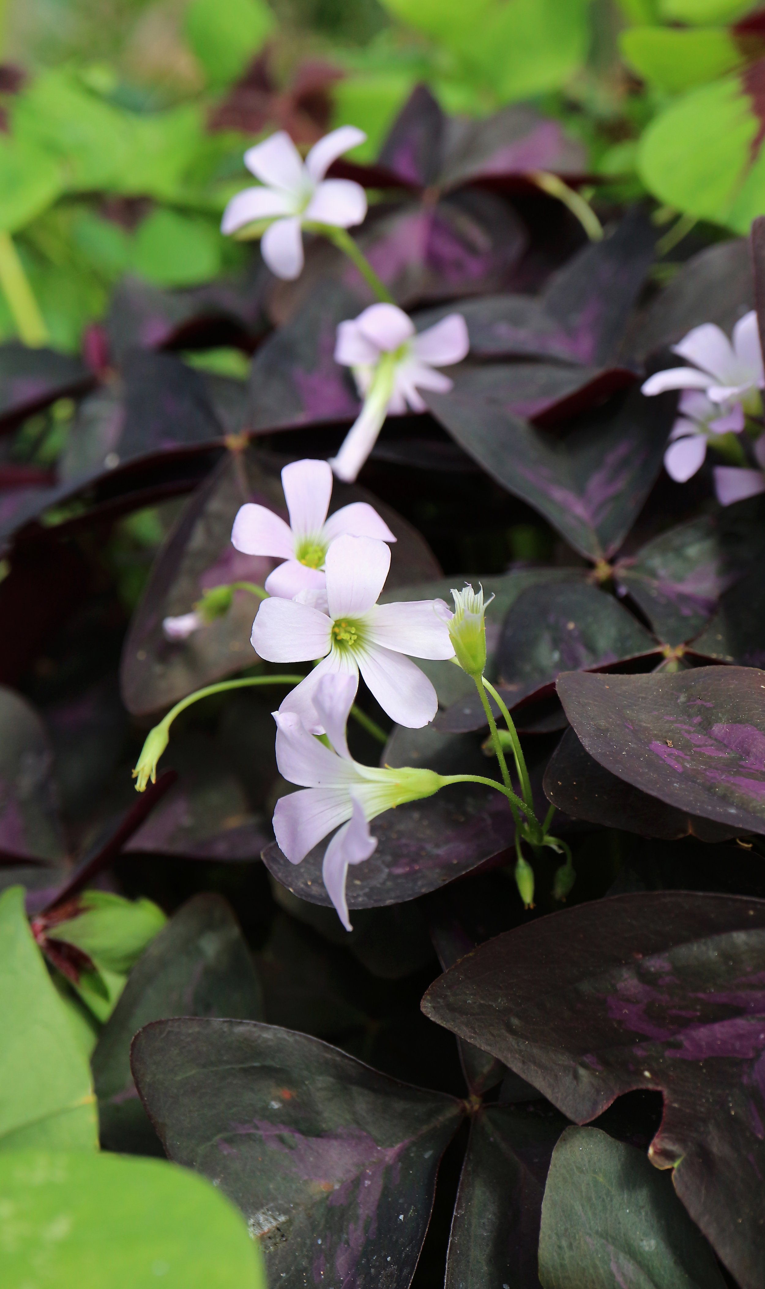 Oxalis triangularis / Oxalidaceae / SW Cape, South Africa