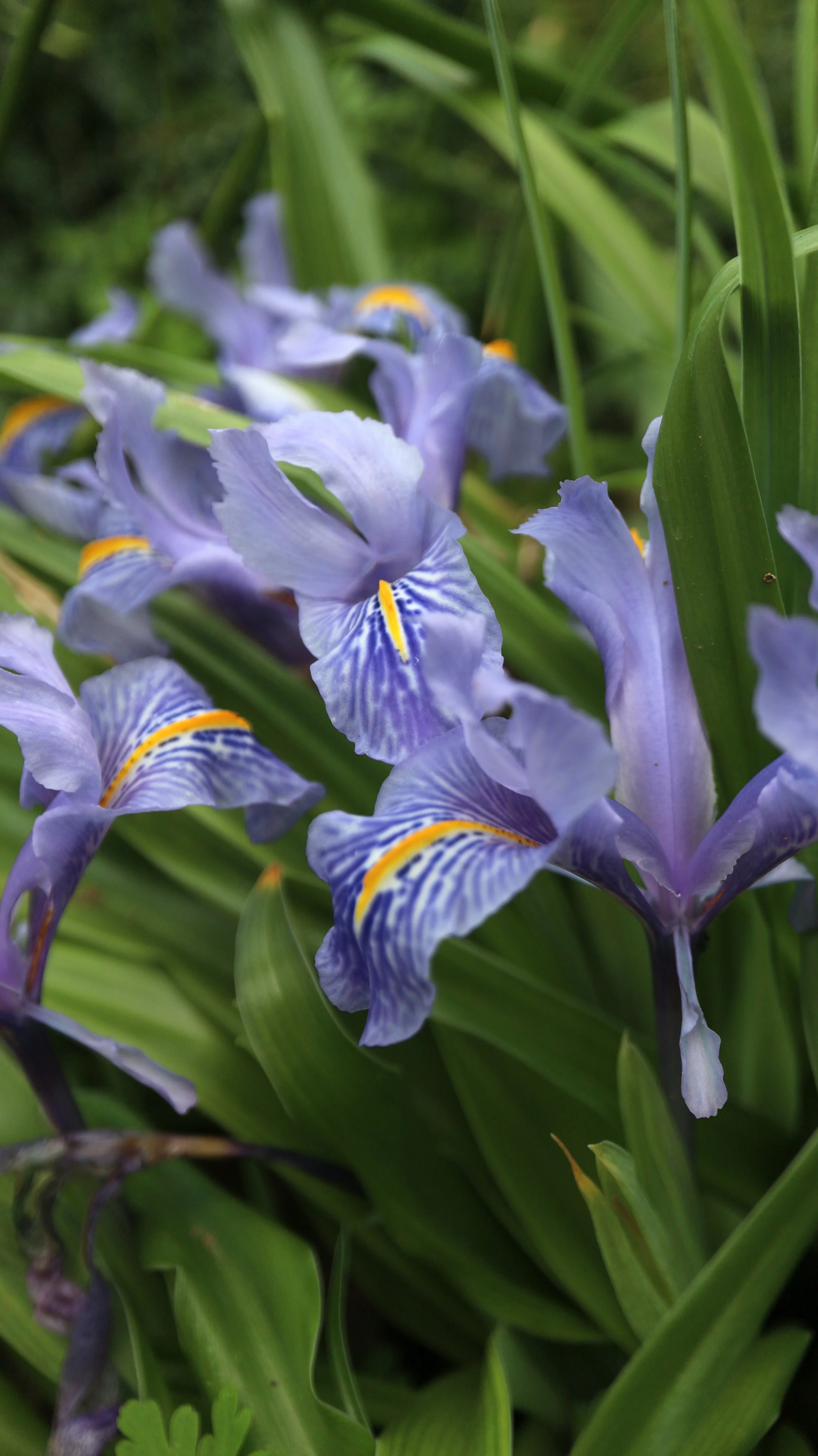 Iris planifolia - syn: Juno planifolia (ex Málaga) / Iridaceae / Mediterranean Region