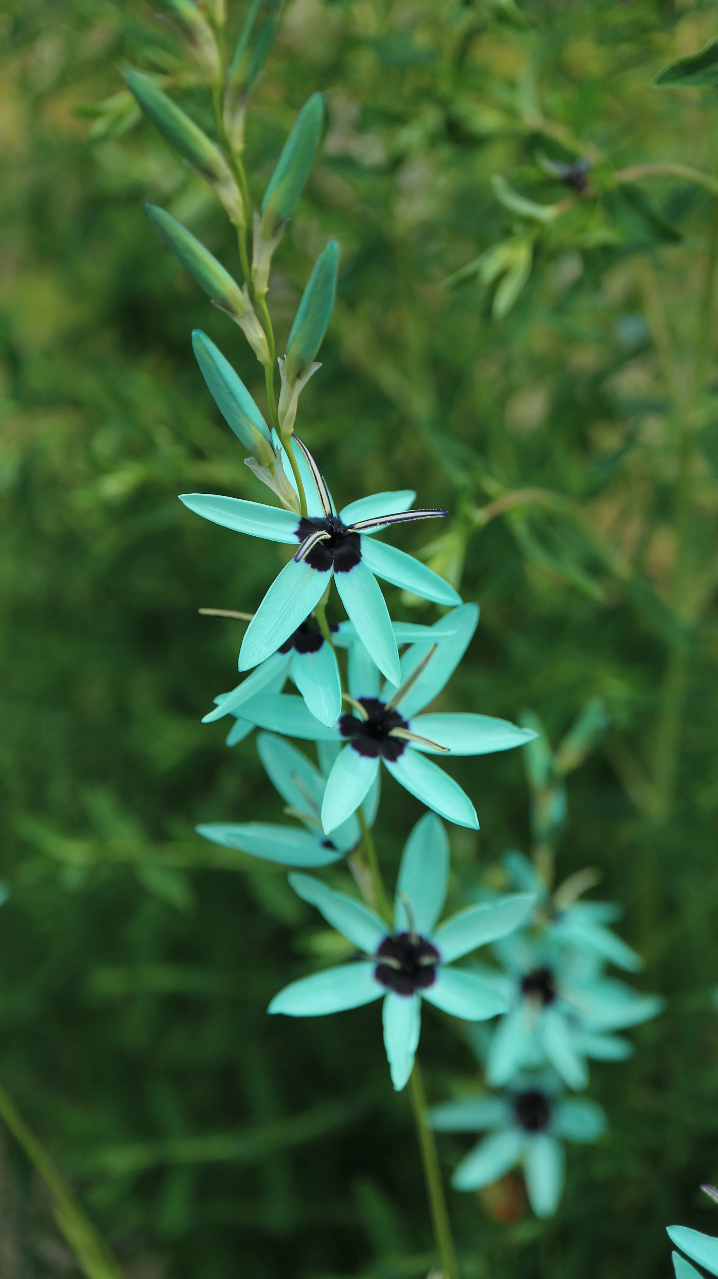 Ixia viridiflora 2021 3.JPG