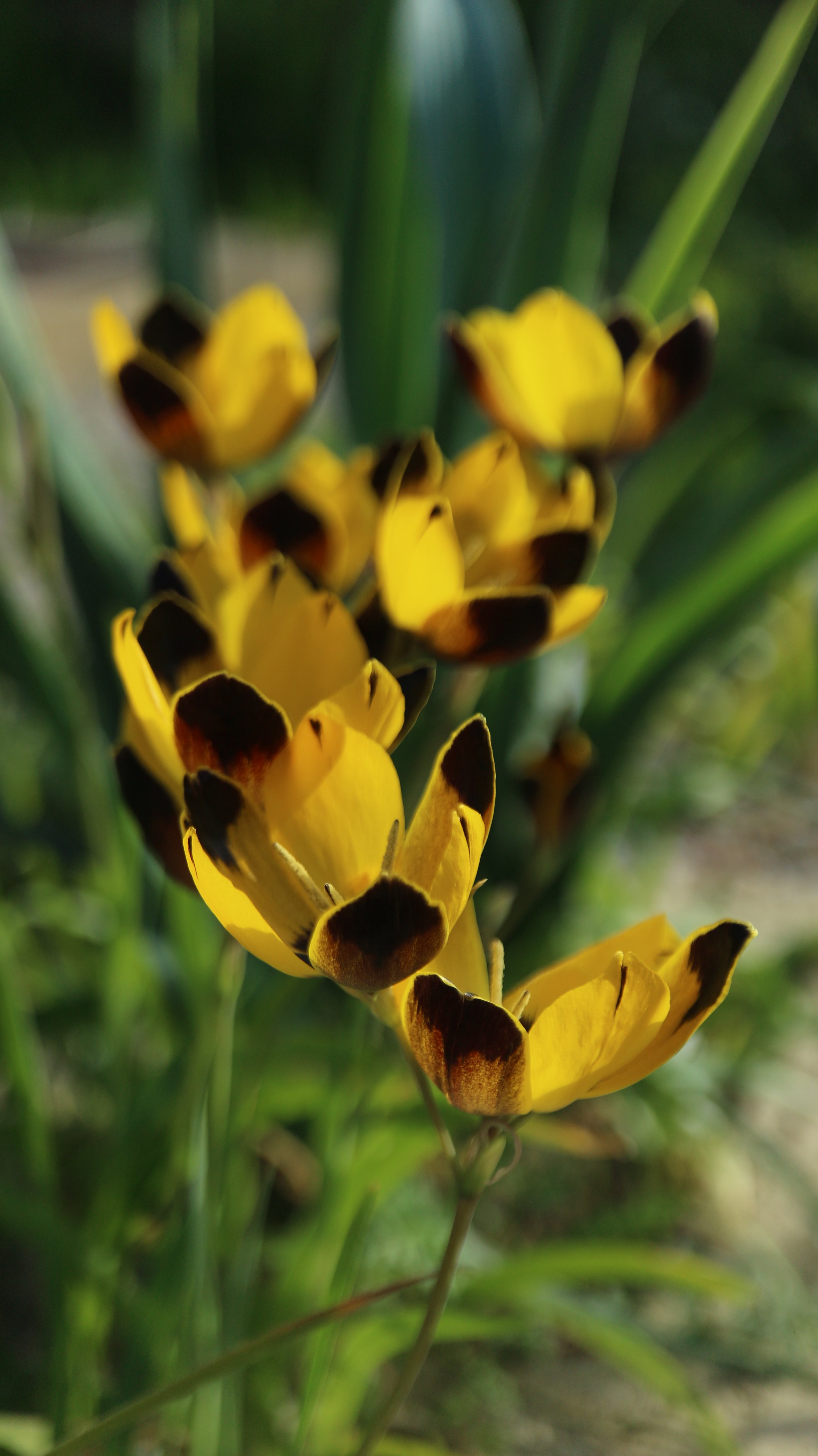 Hesperantha vaginata / Iridaceae / W Cape, South Africa