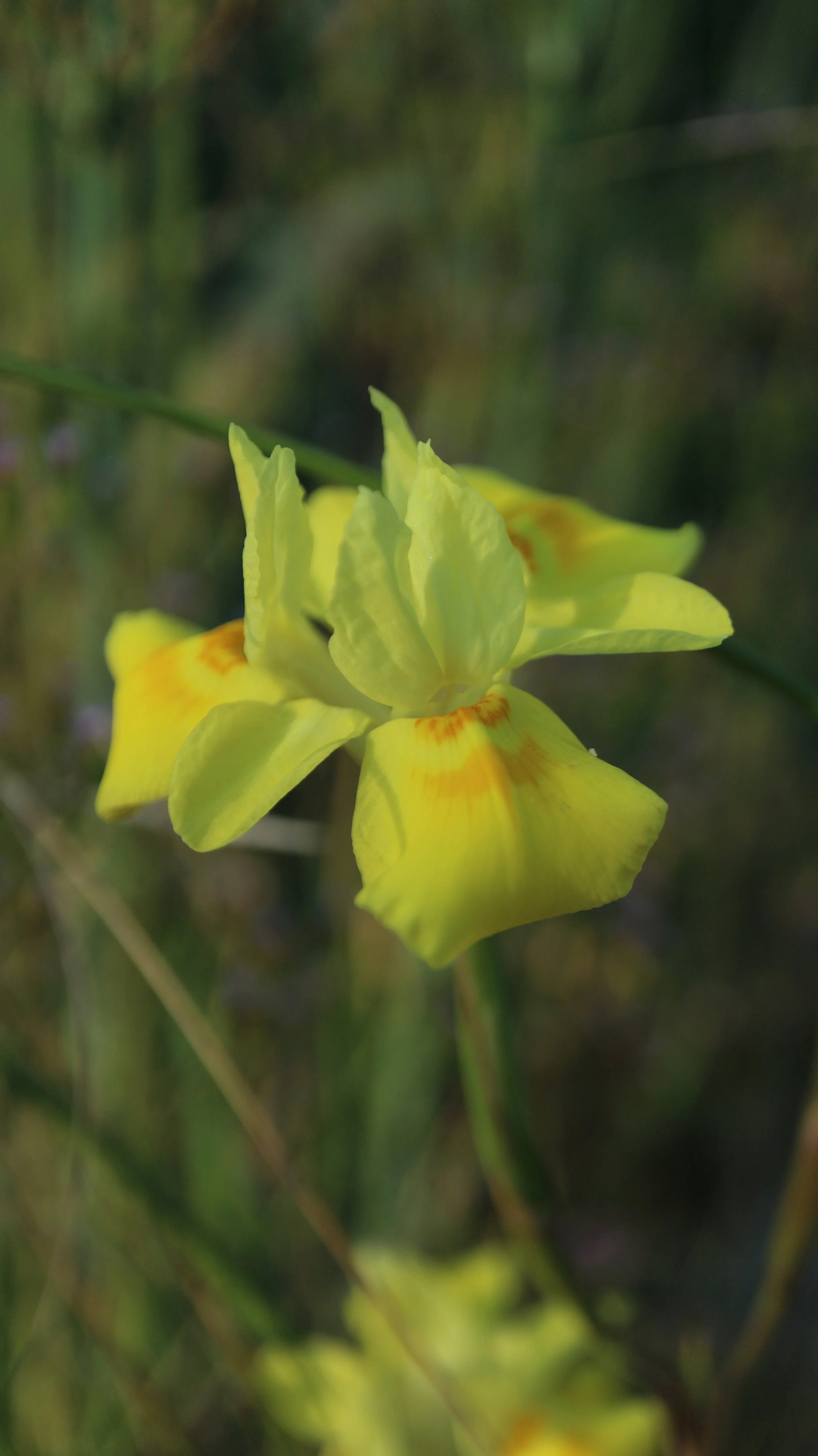 Moraea bituminosa (ex Lion's Head) / Iridaceae / SW Cape, South Africa