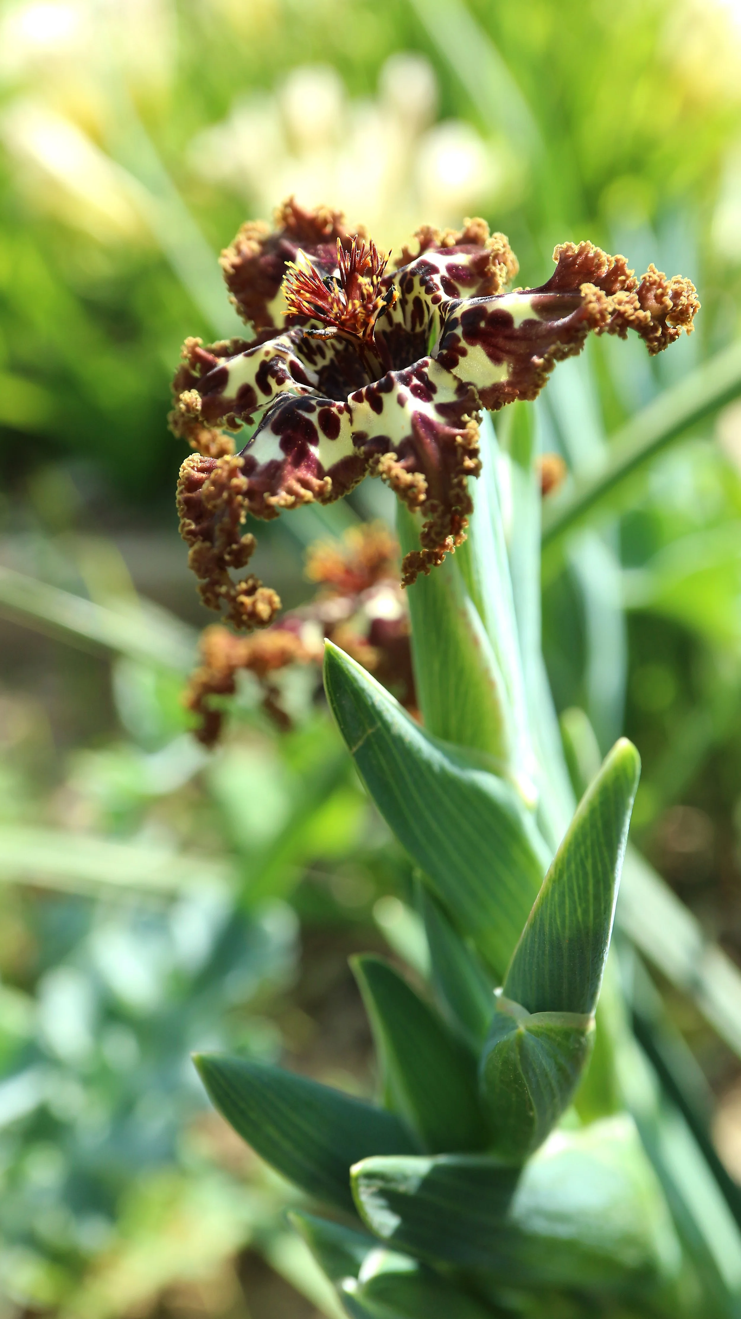 Ferraria crispa / Iridaceae / W Cape, South Africa