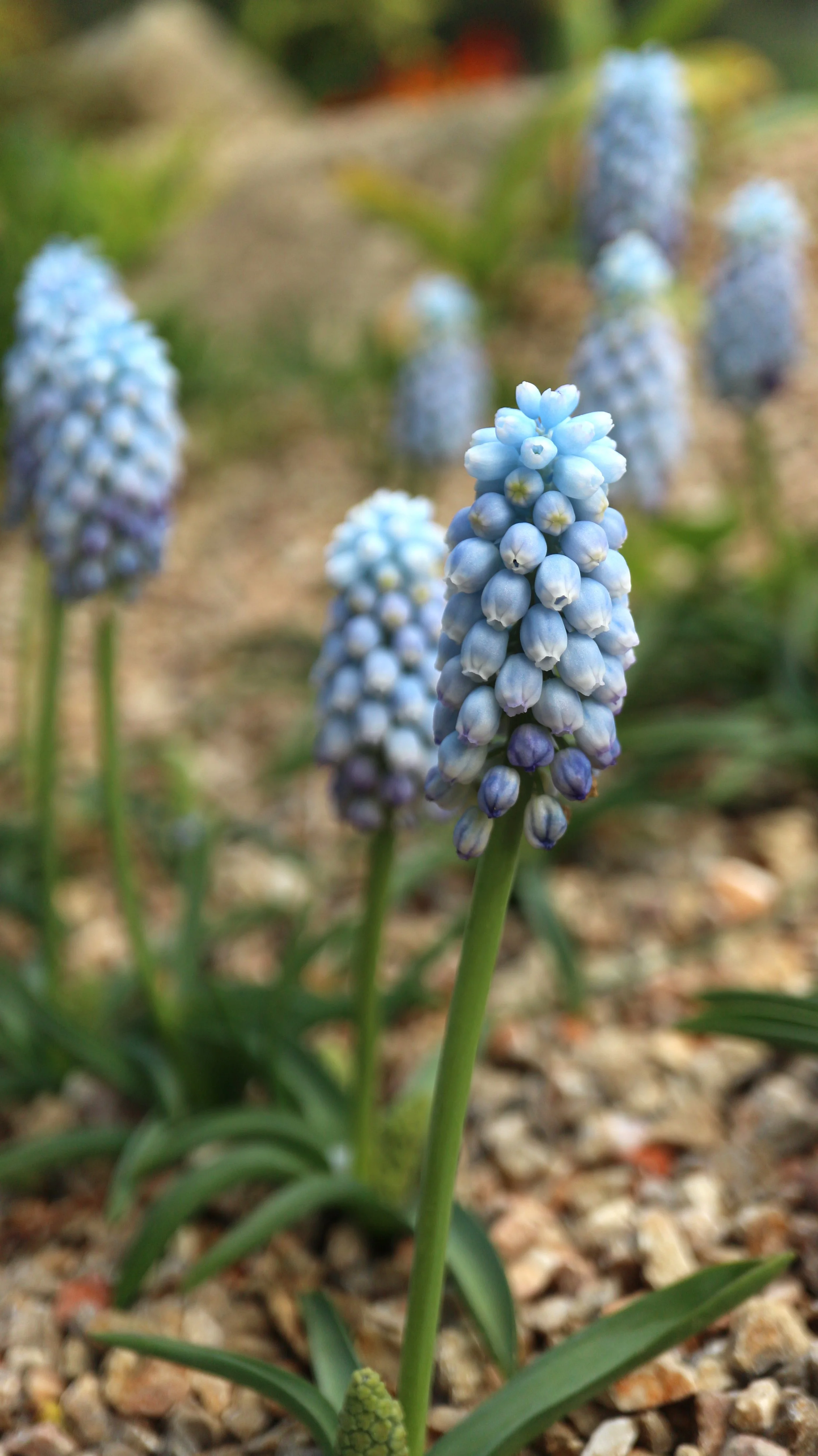 Muscari aucheri 'Ocean Magic' / Scilloideae / Mediterranean Region
