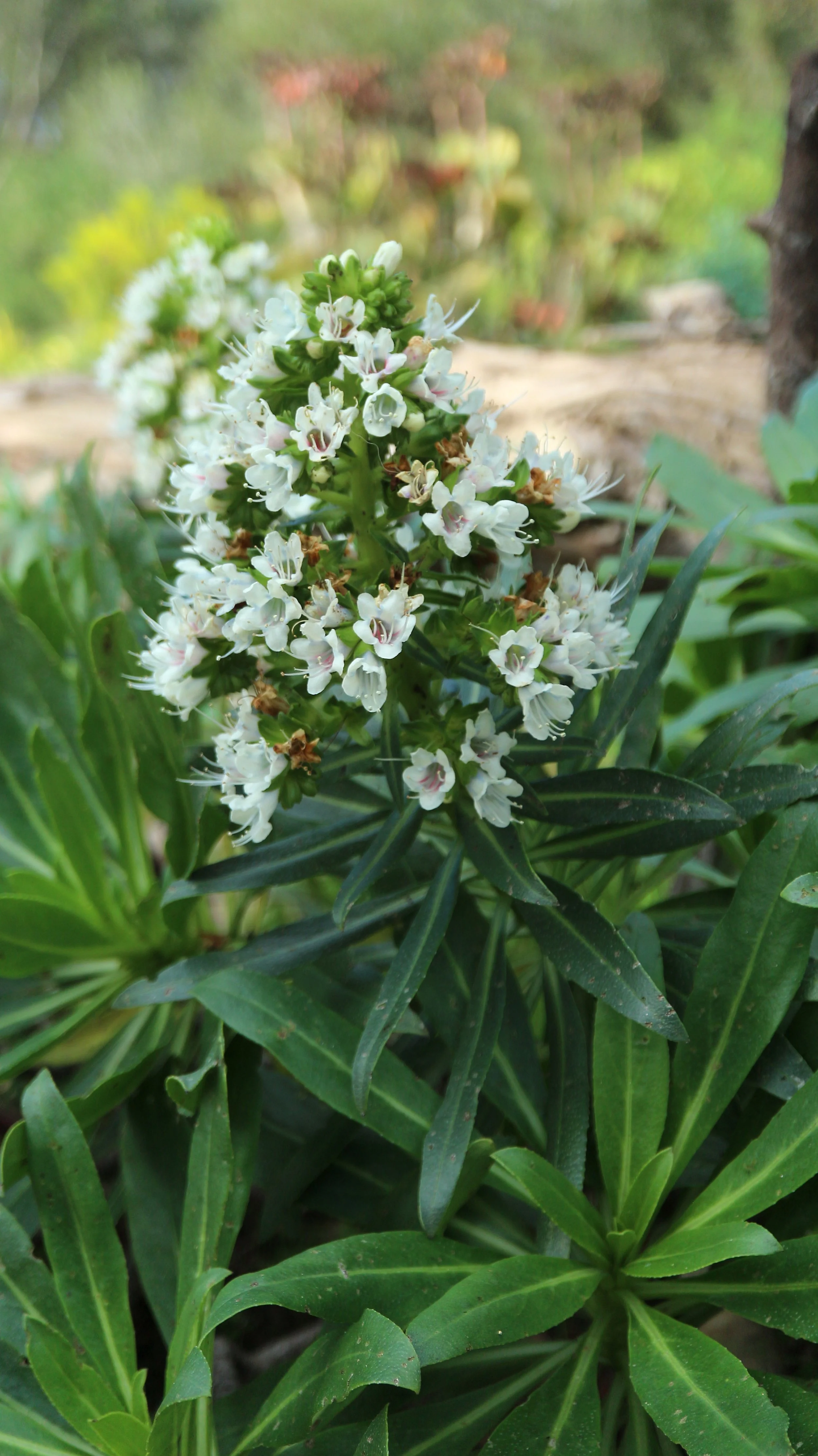 Echium decaisnei (ex Lanzarote) / Boraginaceae / E Canary Islands