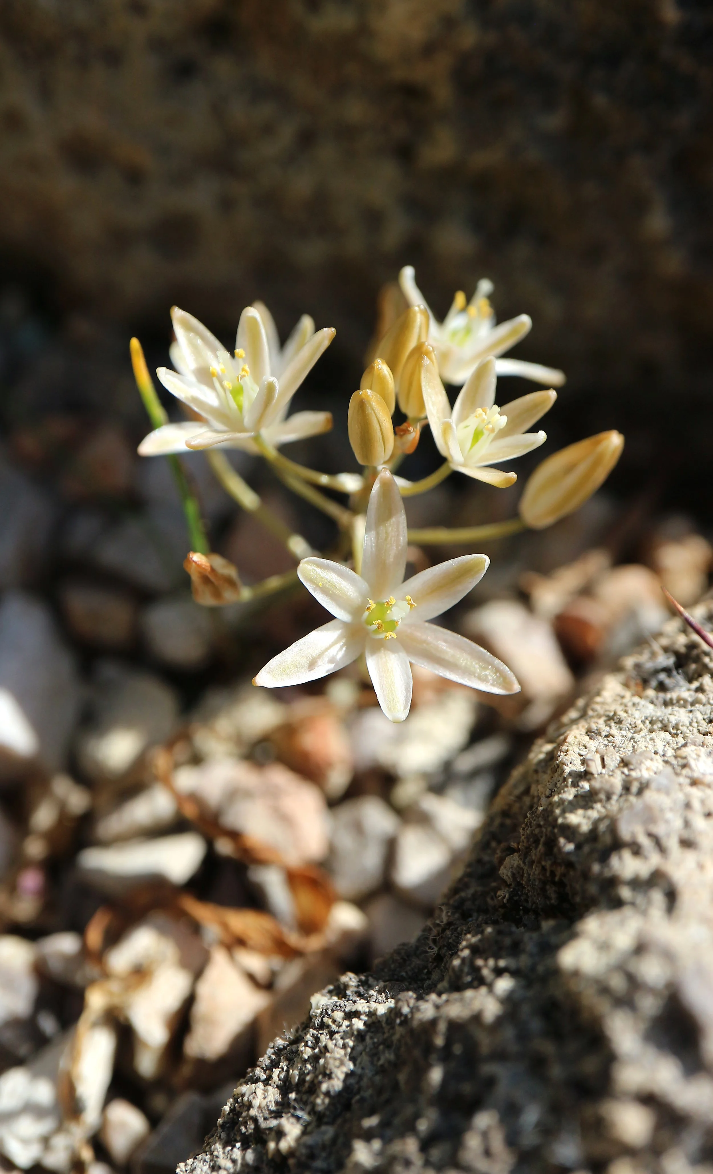 Ornithogalum adsententrionesvergentulum / Scilloideae / Great Karoo, Souht Africa