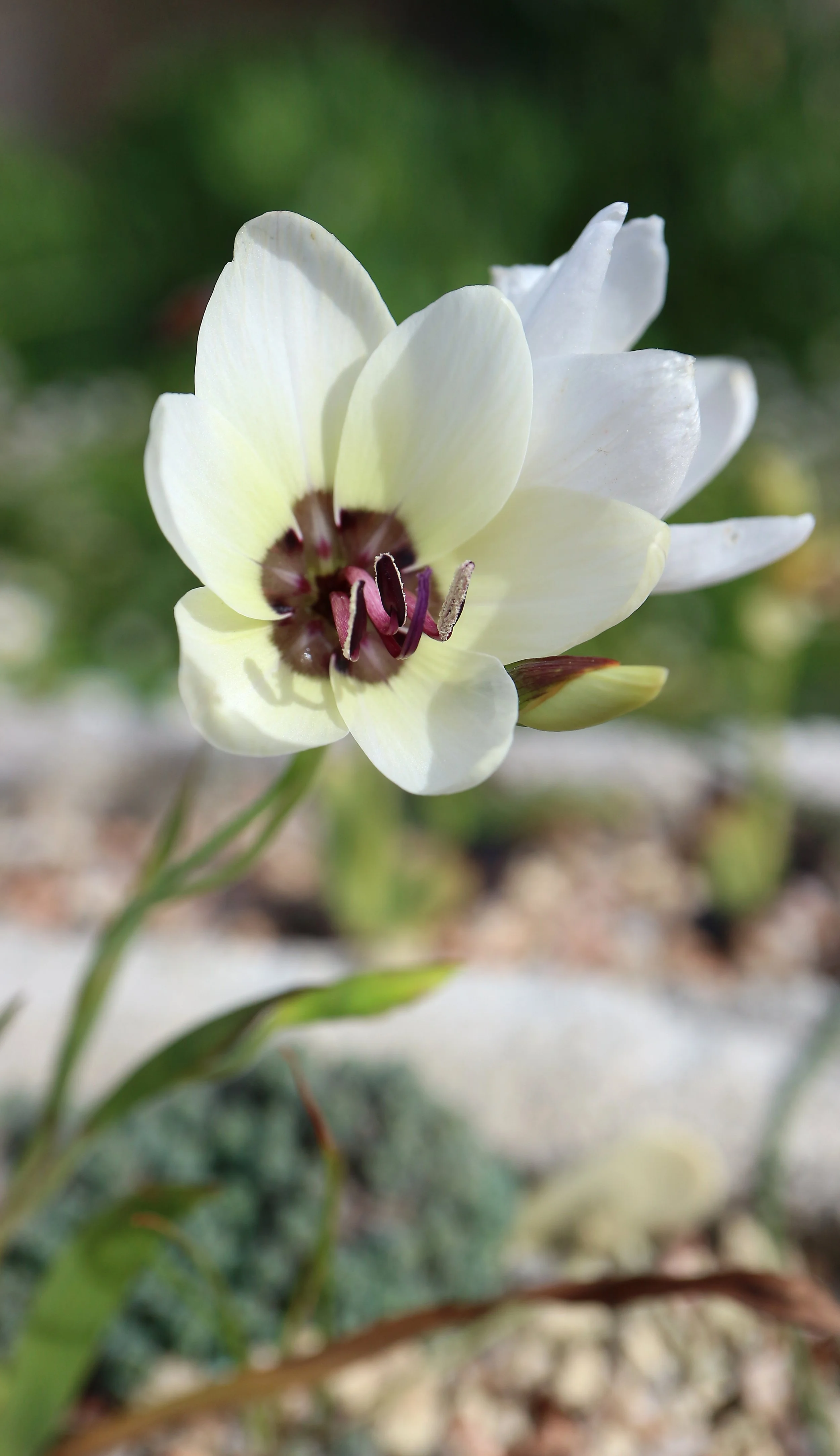 Geissorhiza tulbaghensis / Iridaceae / W Cape, South Africa