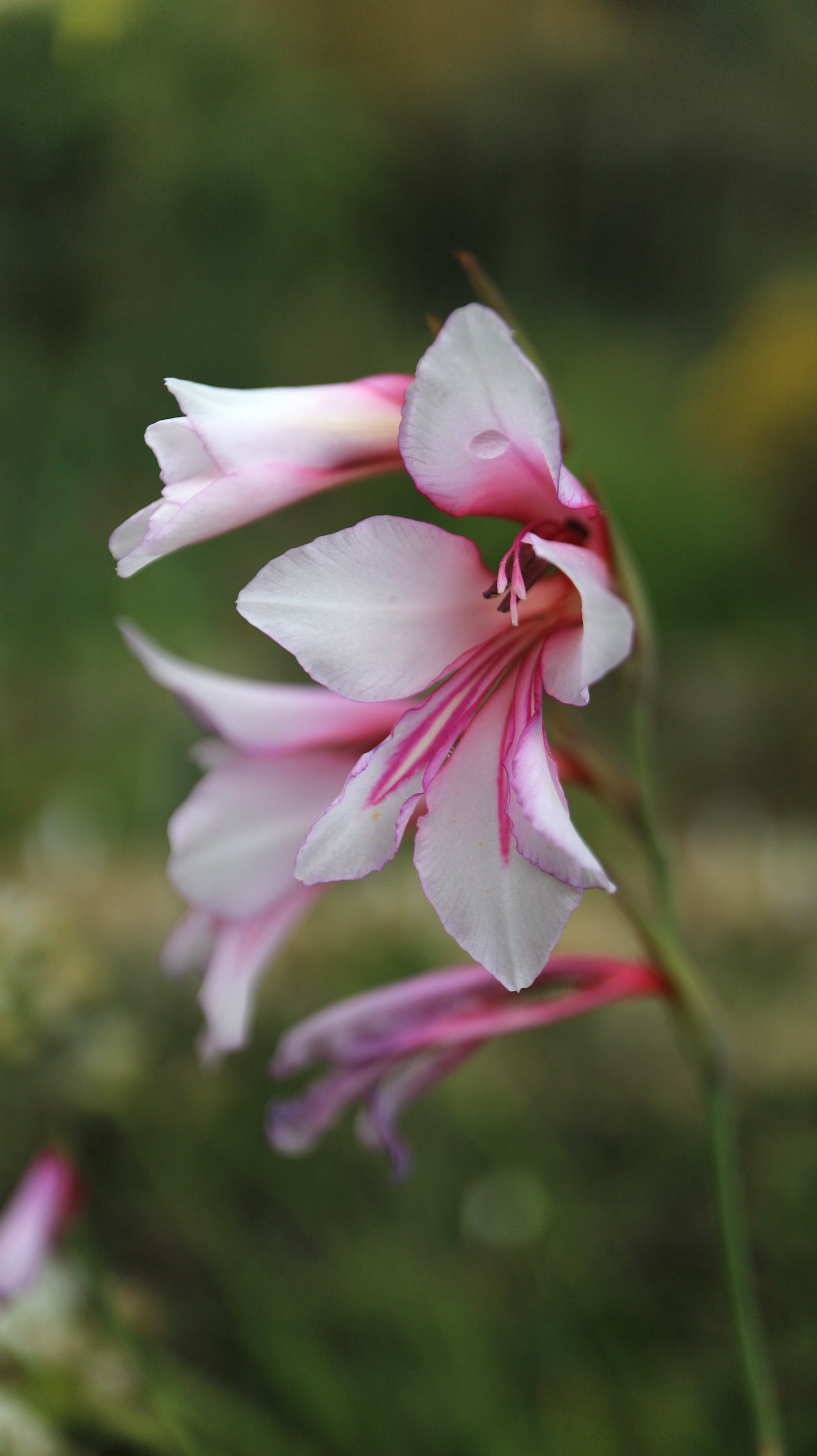Gladiolus communis - light pink (ex Mallorca) / Iridaceae / Mediterranean Region