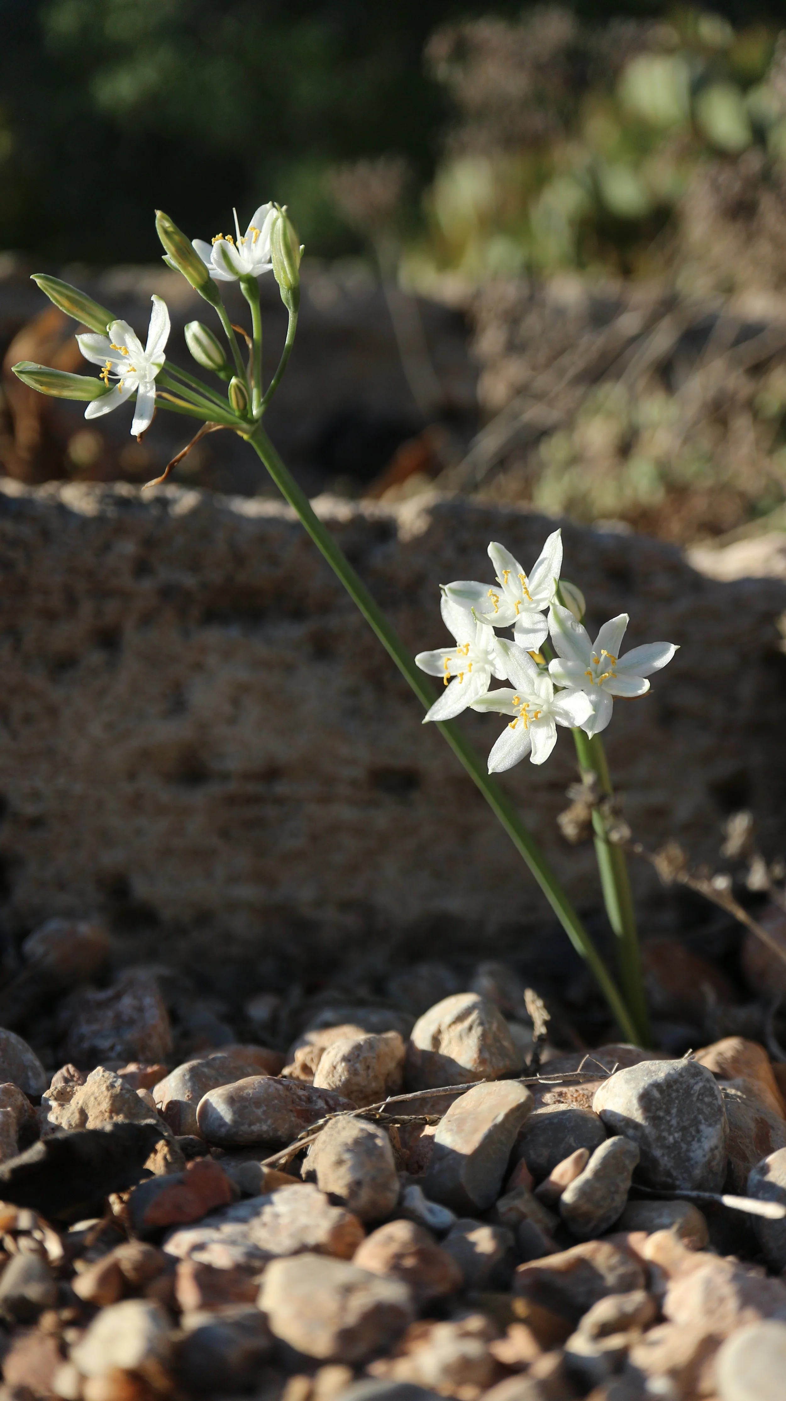 Lapiedra martinezii / Amaryllidaceae / SE & S Spain, N Morocco