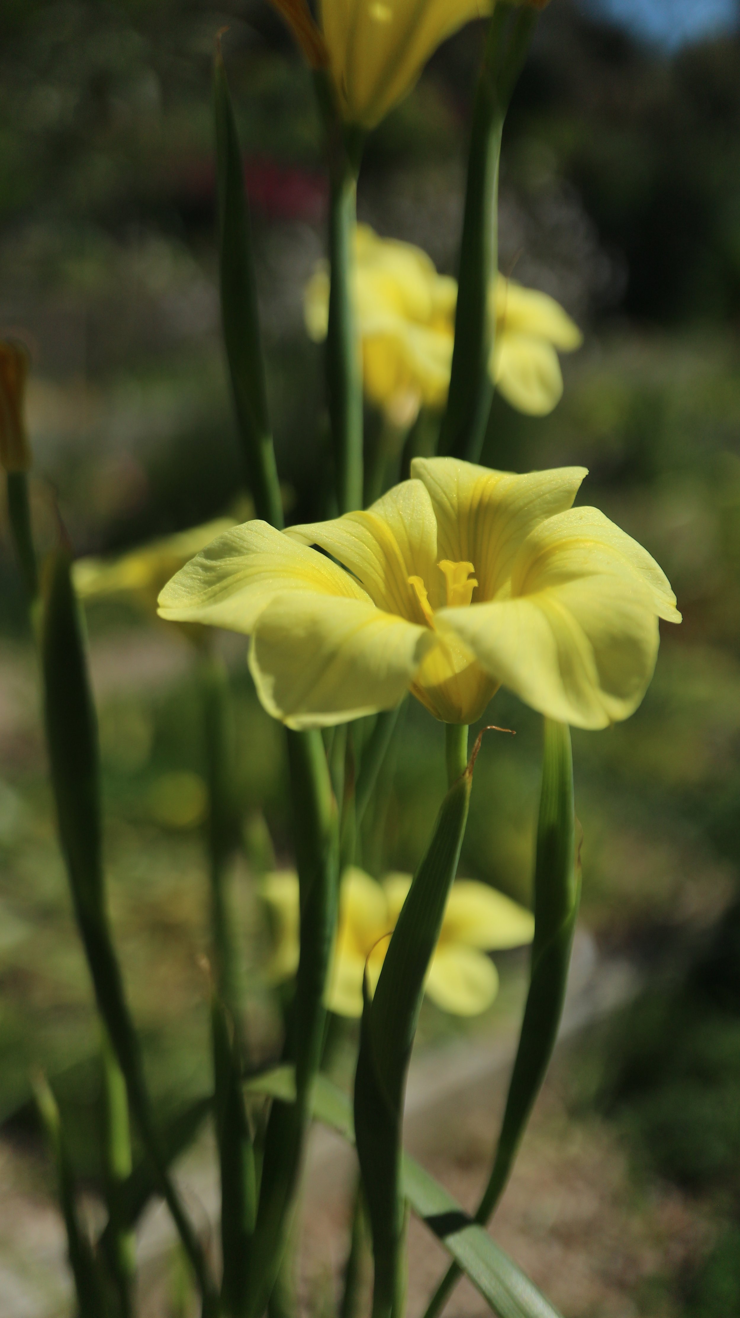Moraea ochroleuca (ex Hottentots Holland) / Iridaceae / SW Cape, South Africa