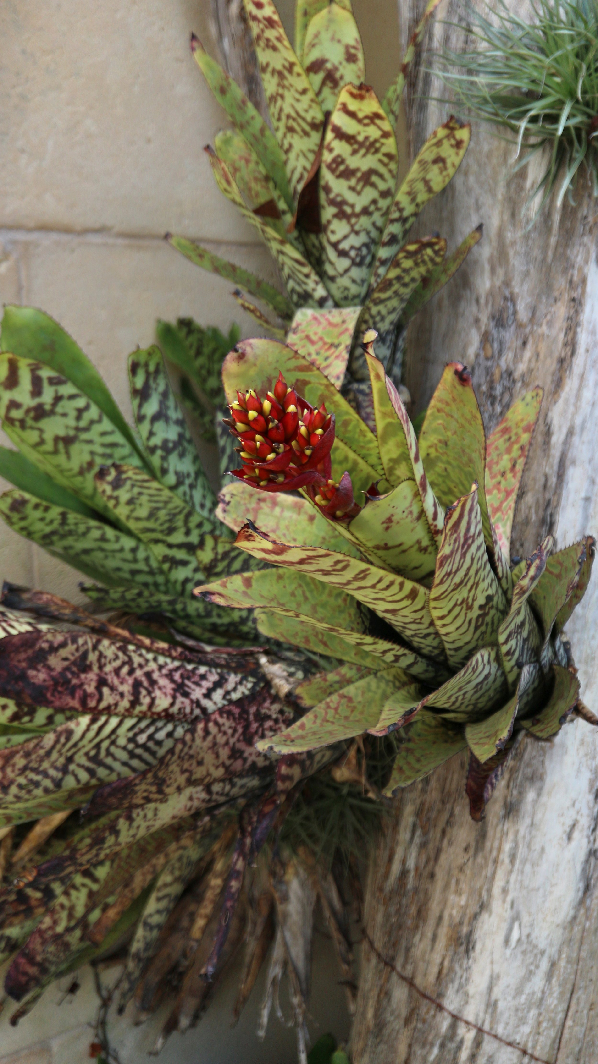 Aechmea sp / Bromeliaceae / S America