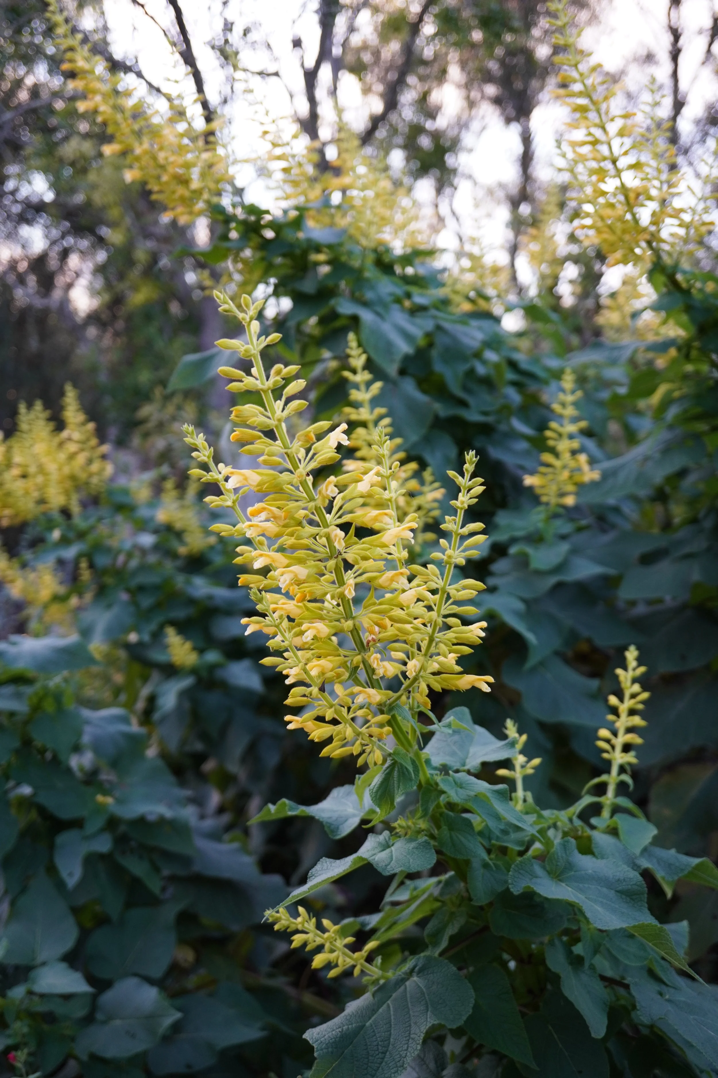 Salvia madrensis / Lamiaceae / Sierra Madre Oriental (México)