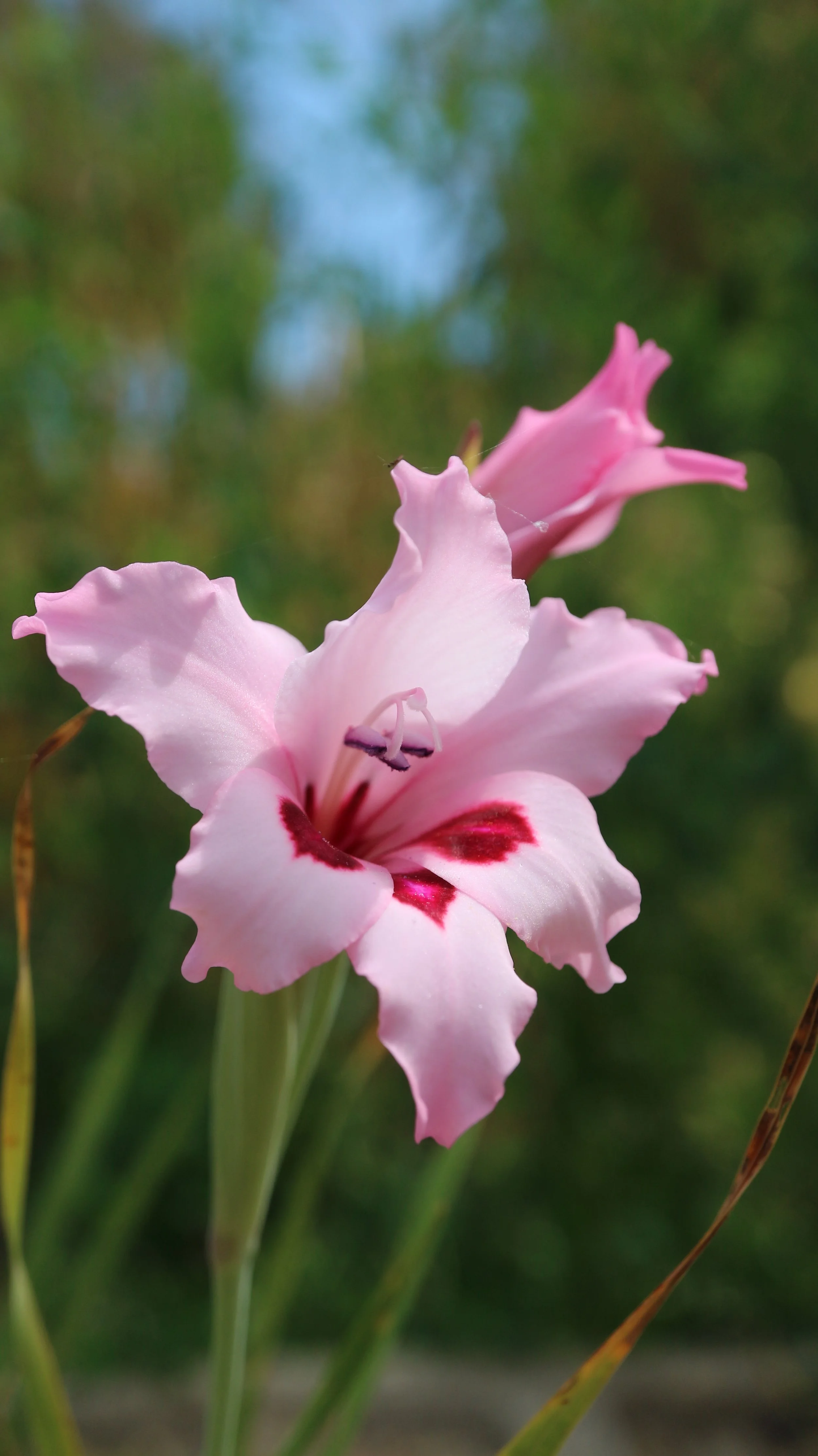 Gladiolus carneus / Iridaceae / SW Cape, South africa