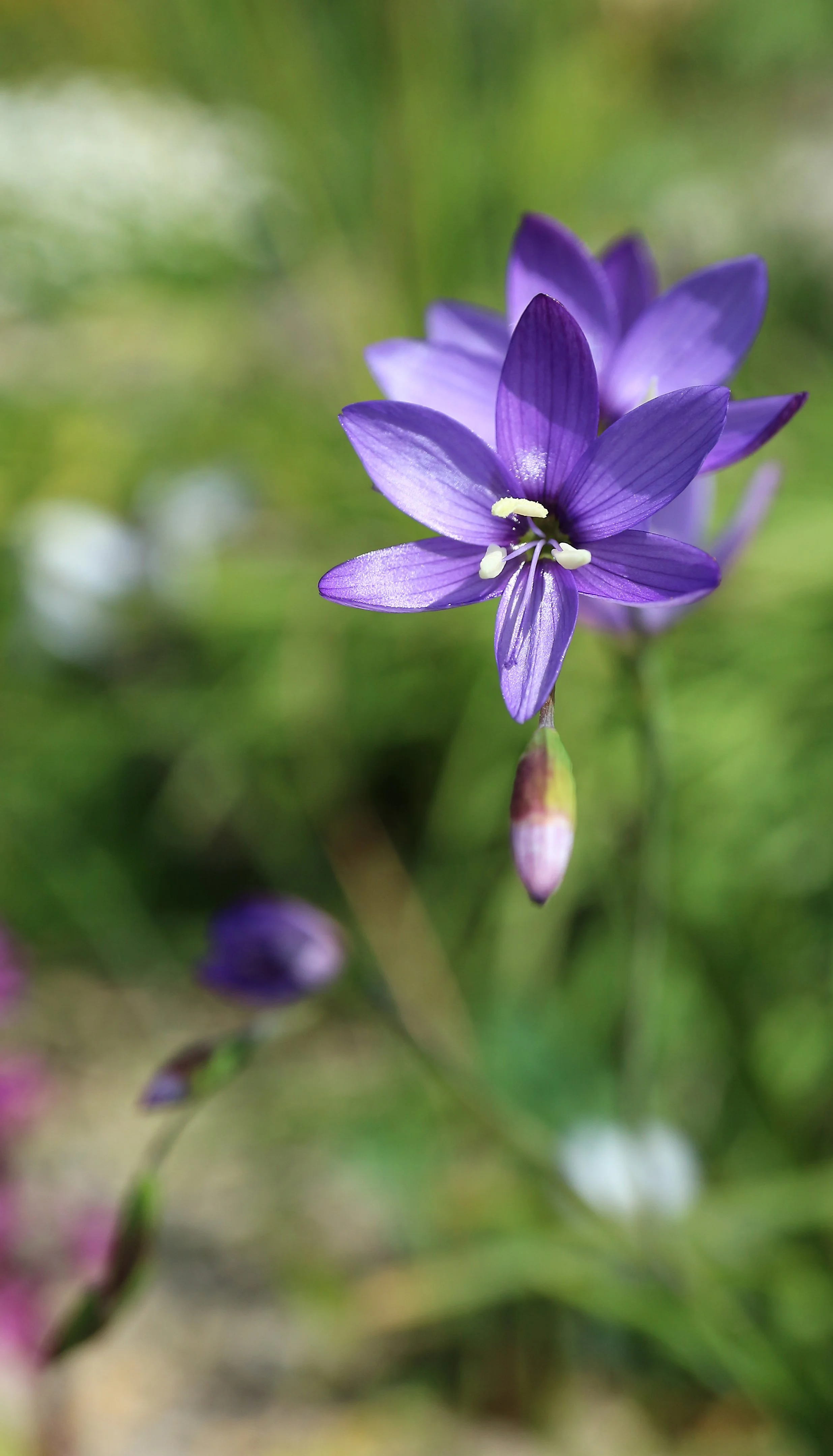 Geissorhiza aspera / Iridaceae / SW Cape, South Africa