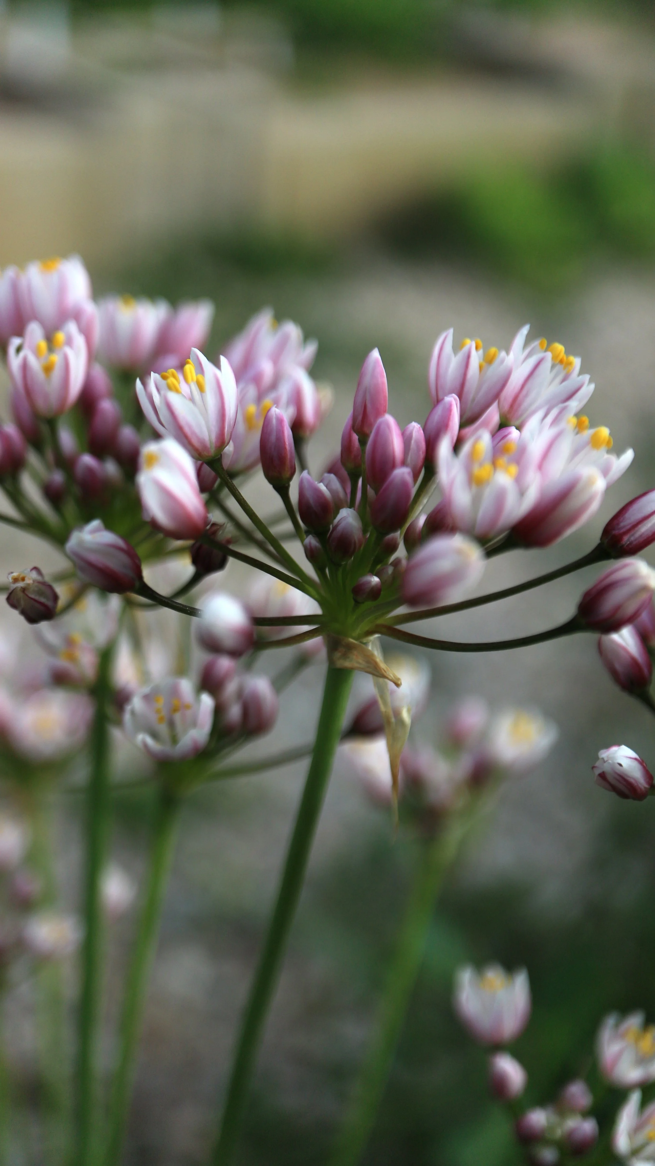Allium canariense (ex Tenerife) / Allioideae / Canary Islands