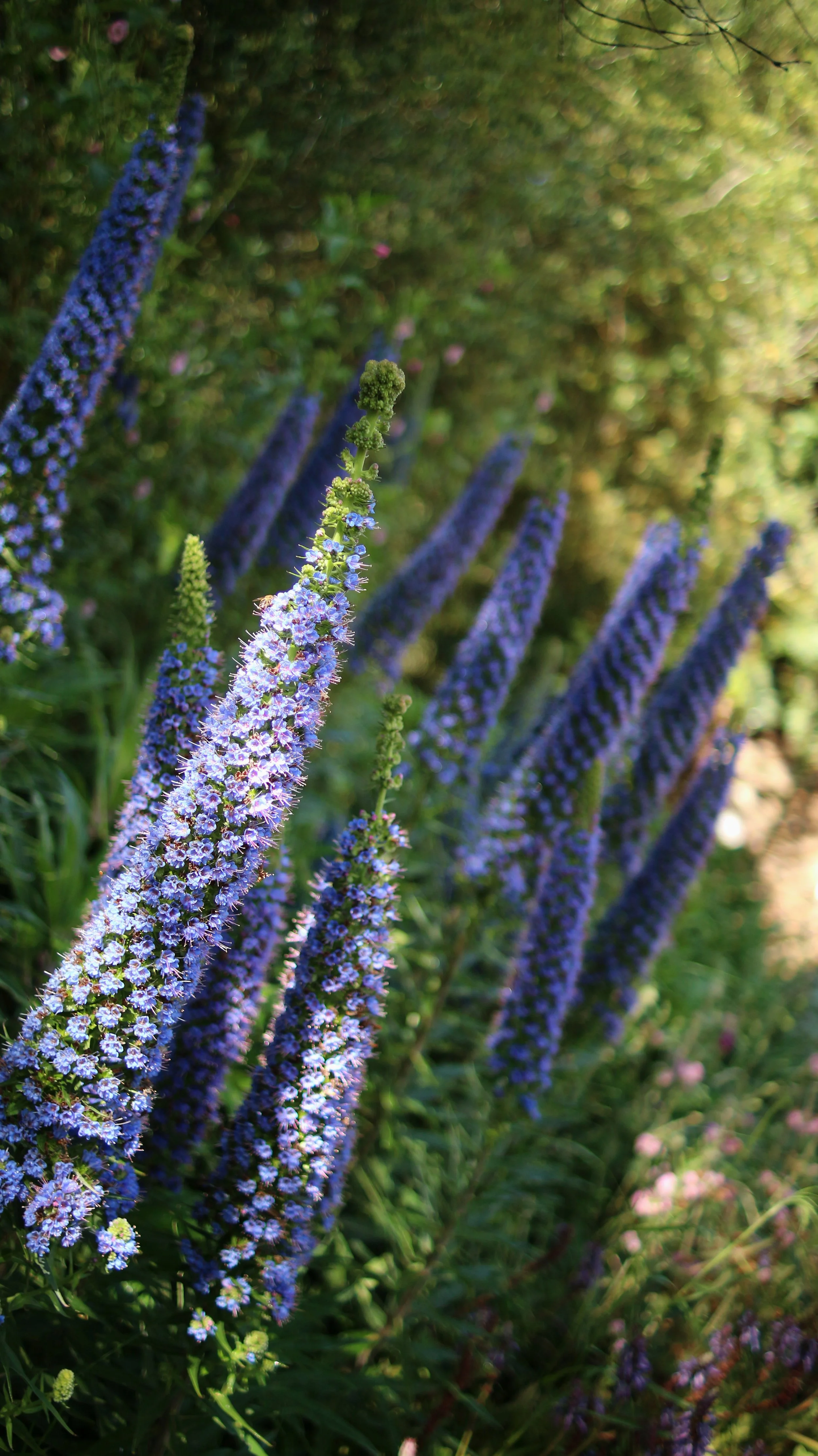Echium candicans / Boraginaceae / Madeira island
