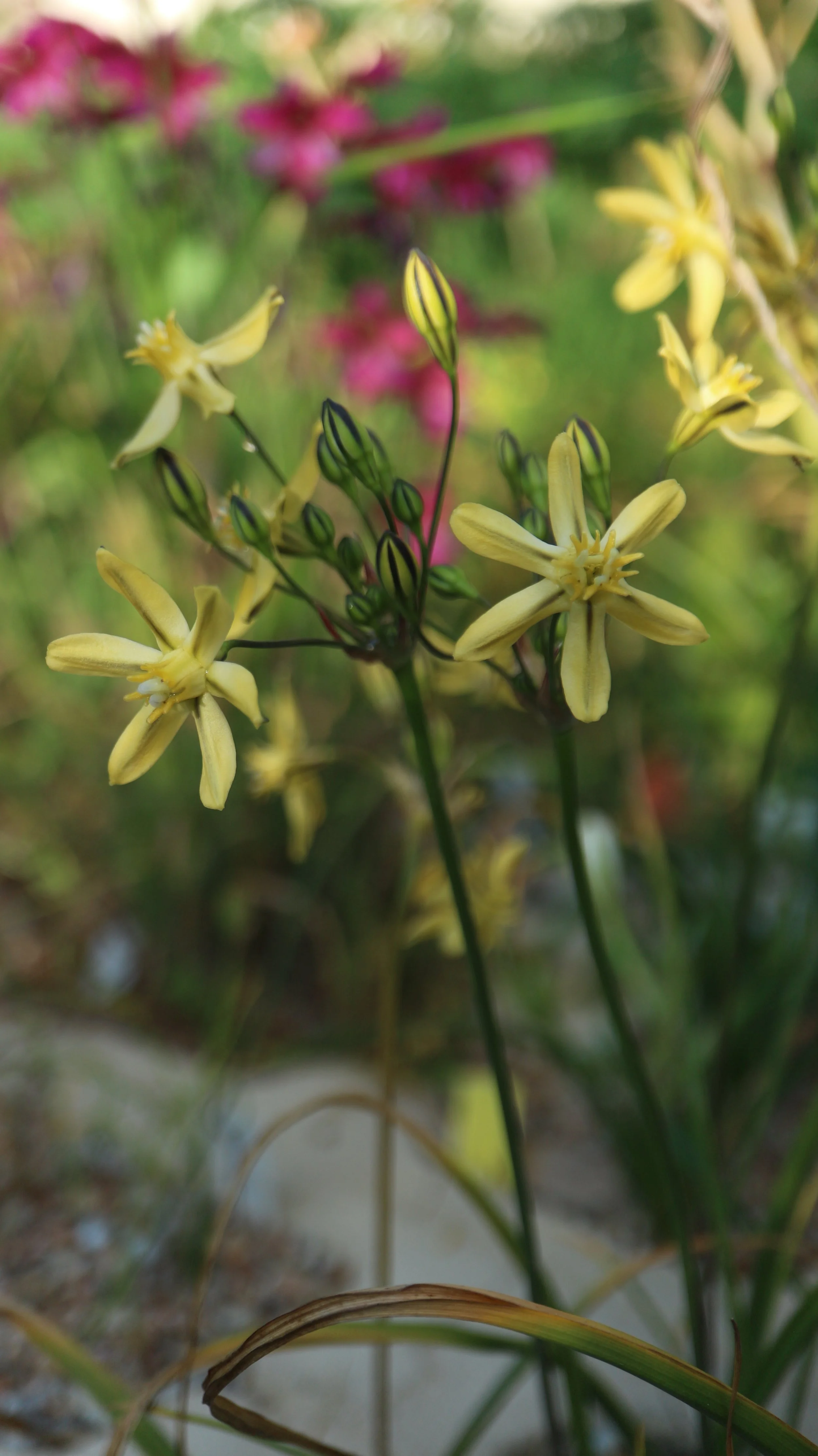 Triteleia ixioides 'Louise' / Brodiaoideae / W USA