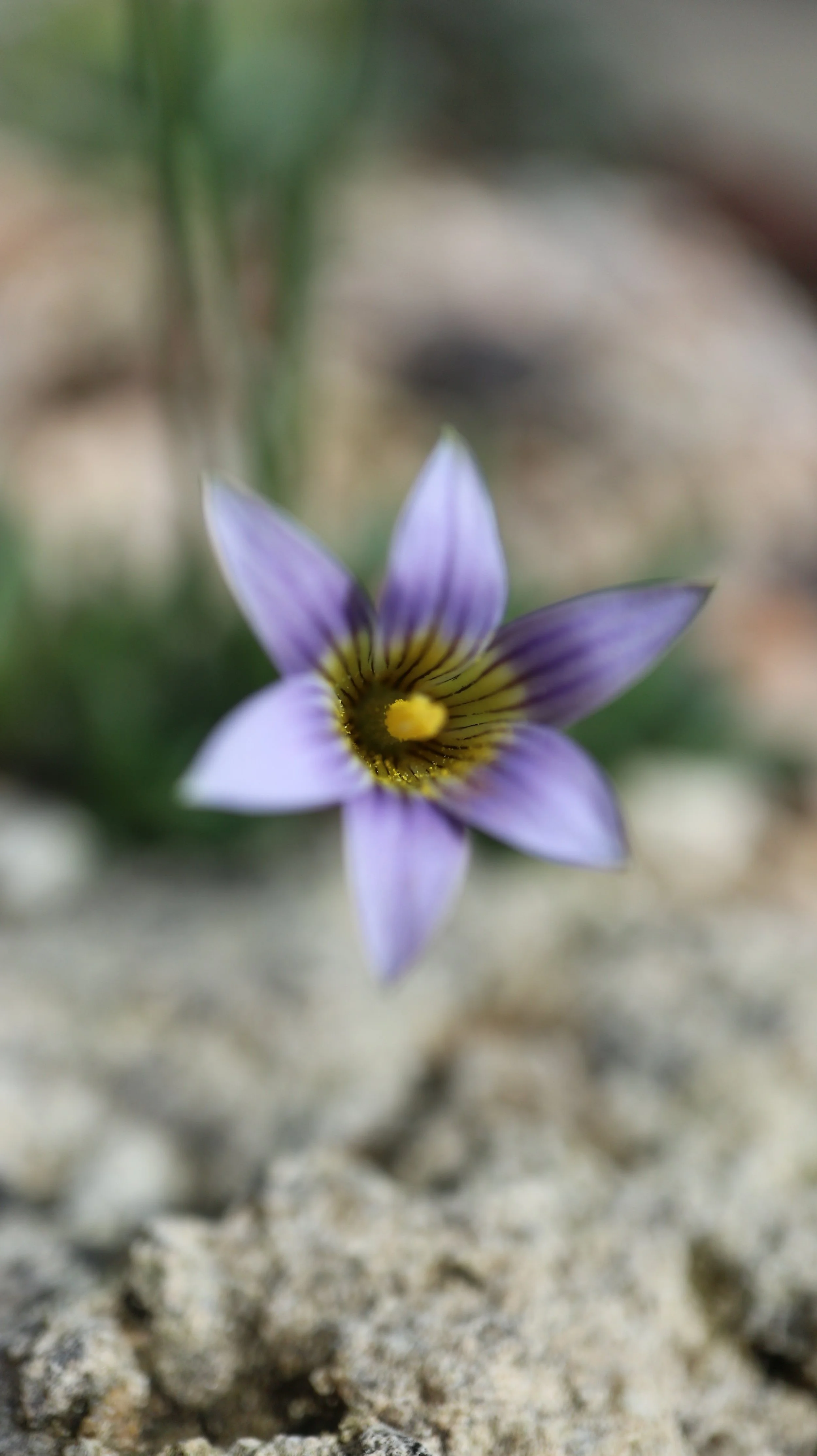  Romulea gigantea / Iridaceae / SW Cape, South Africa