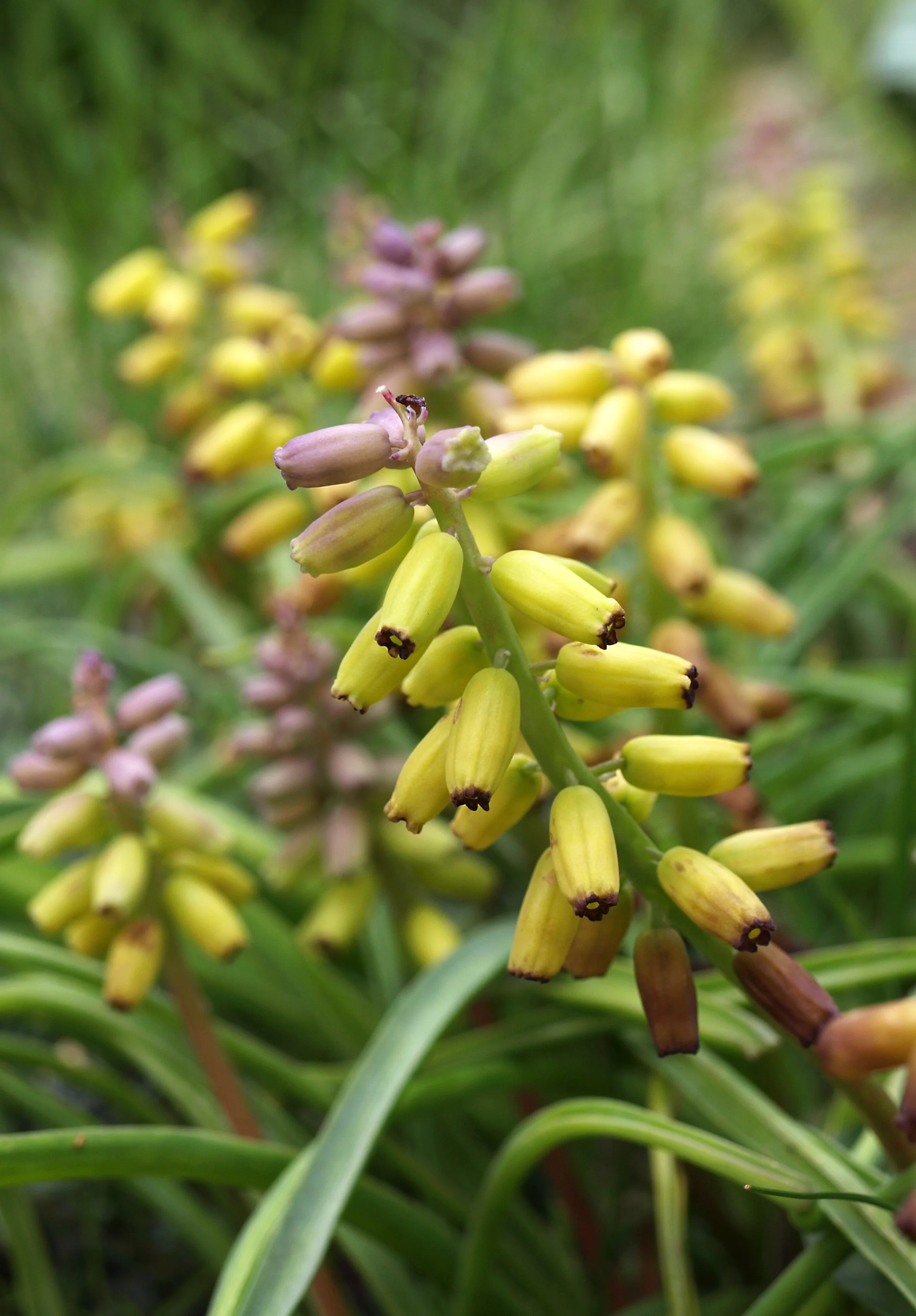 Muscari macrocarpum 'Golden Fragrance' / Scilloideae / E Mediterranean Region