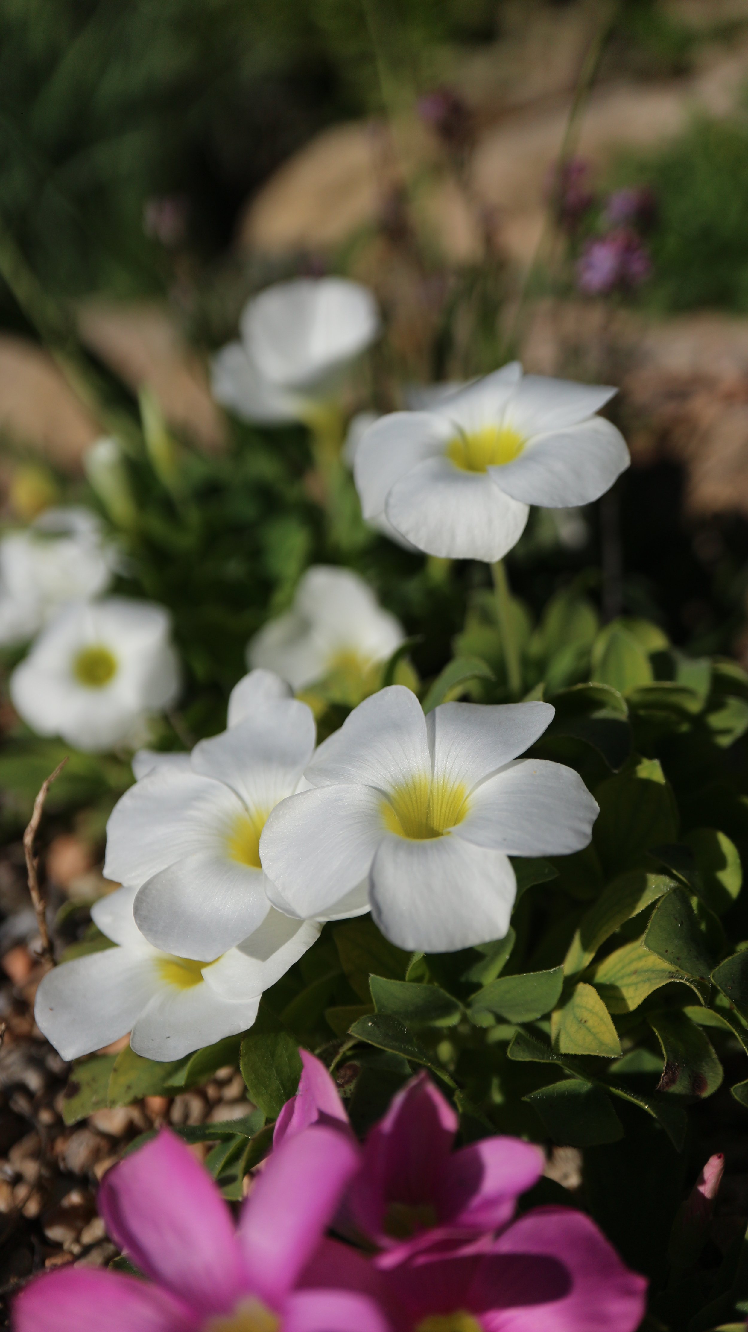 Oxalis adenodes / Oxalidaceae / SW Cape, South Africa