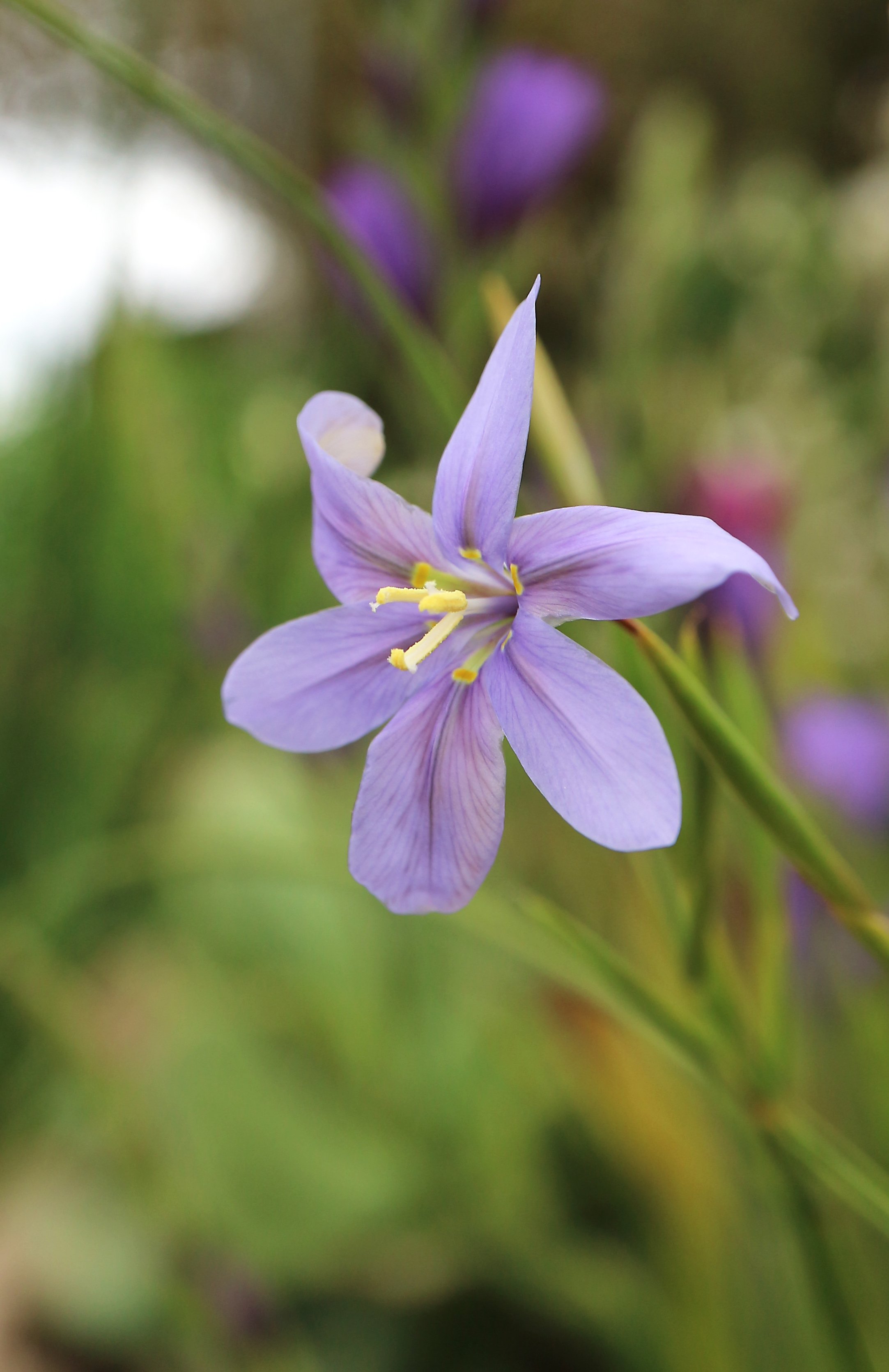 Moraea polyanthos / Iridaceae / SW Cape, South Africa
