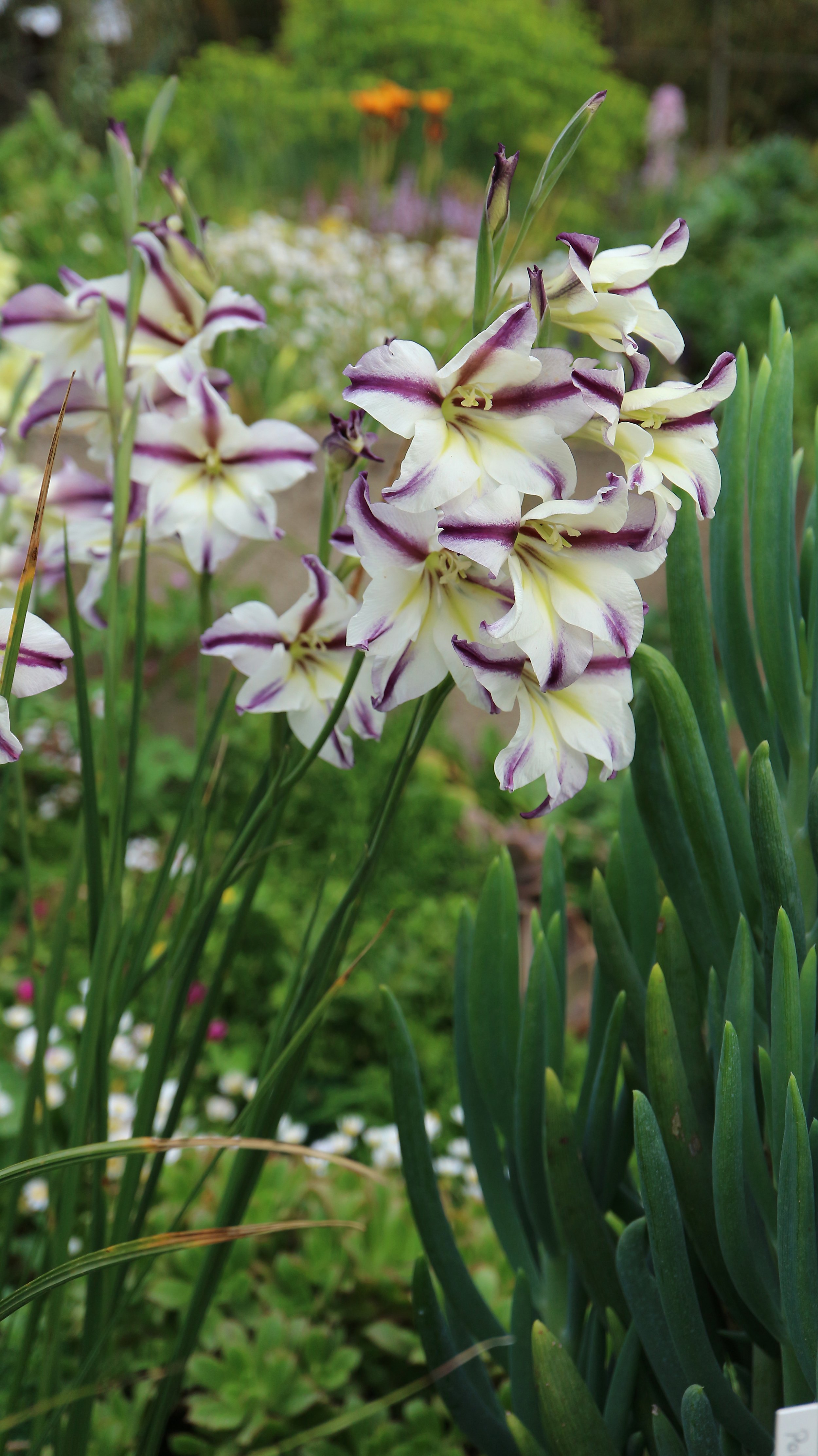 Gladiolus tristis x 'Purple Stripe' / Iridaceae