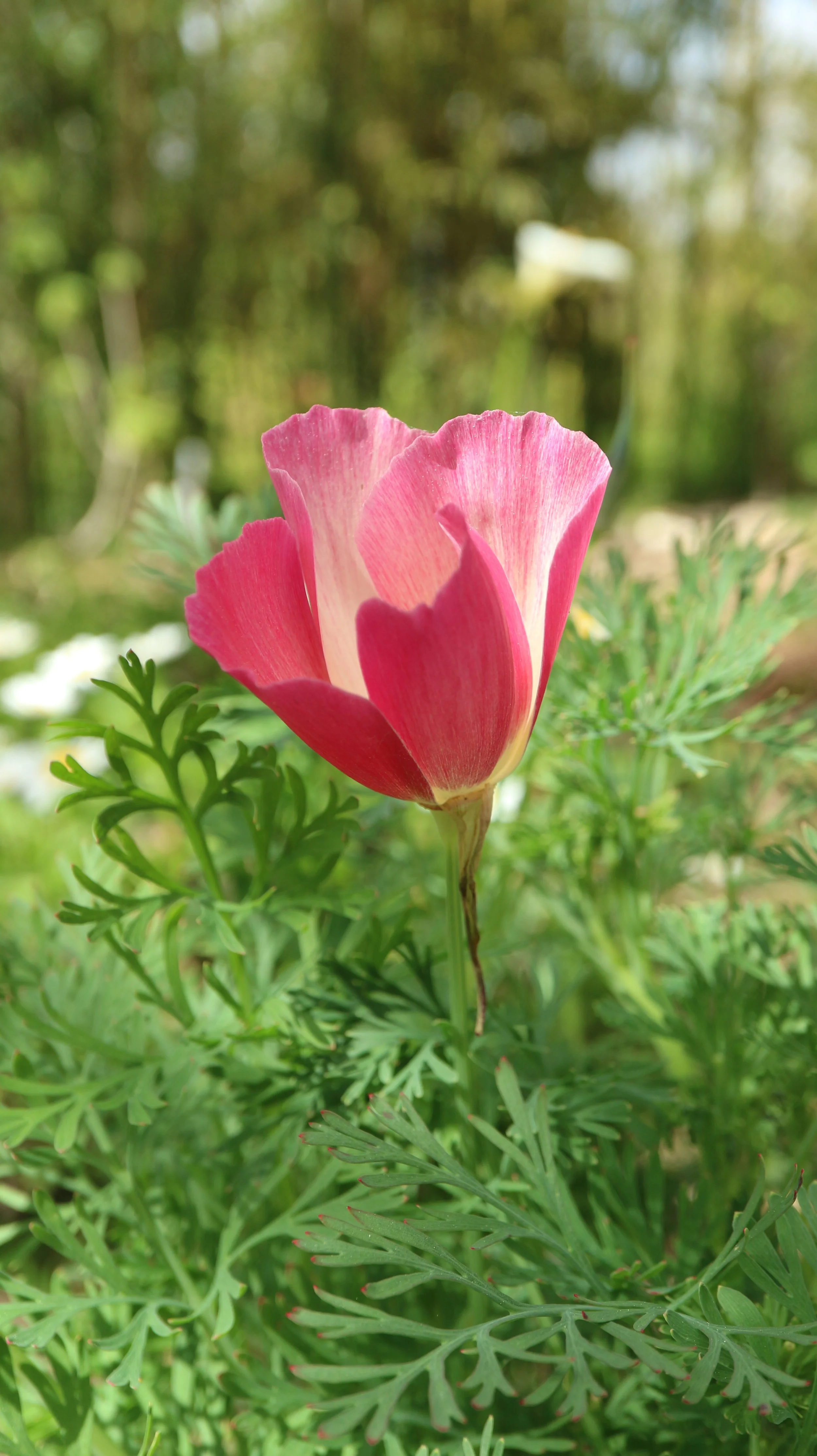 Eschscholzia californica / Papaveraceae / W USA