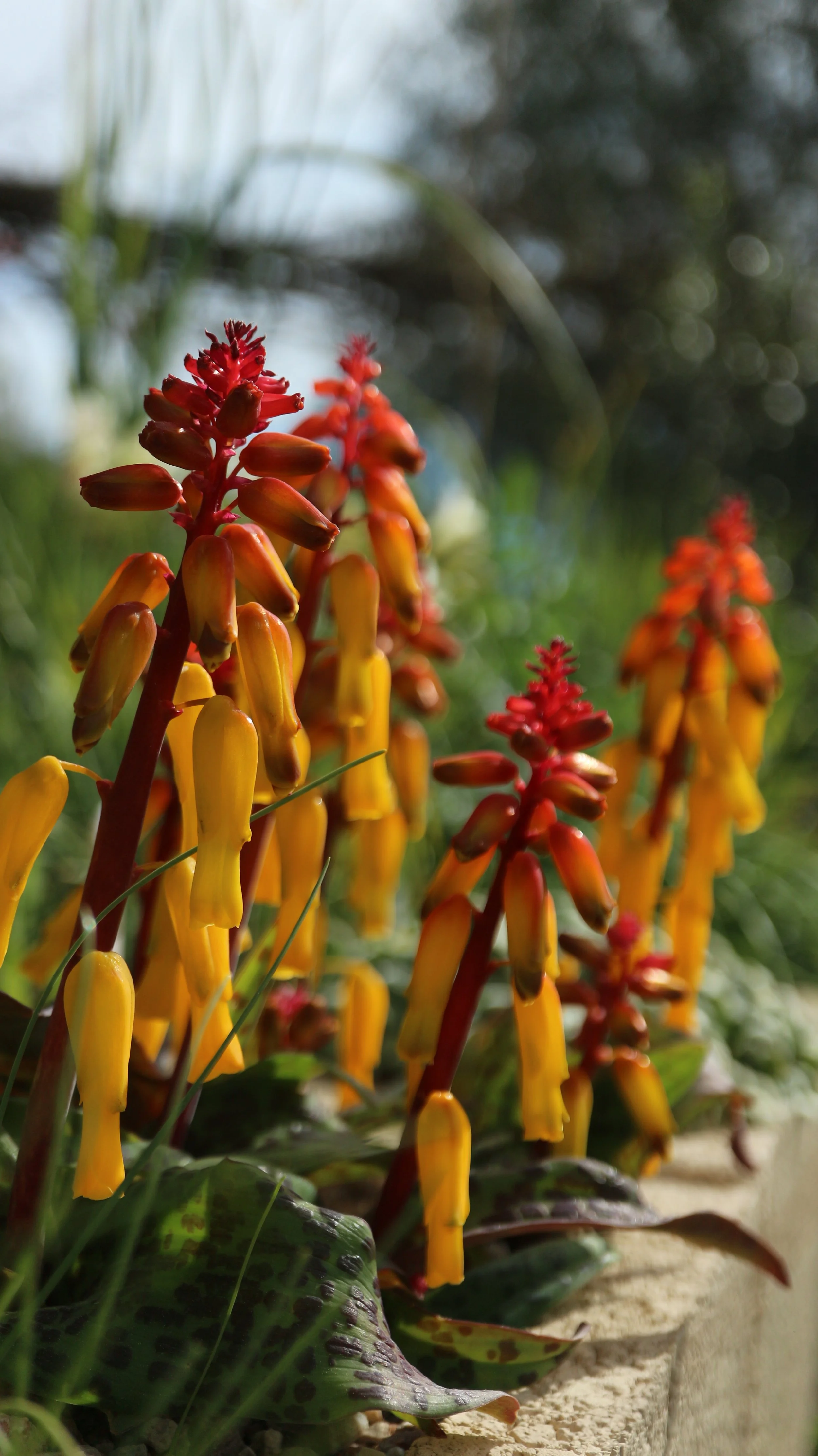 Lachenalia aloides / Scilloideae / SW Cape, South Africa