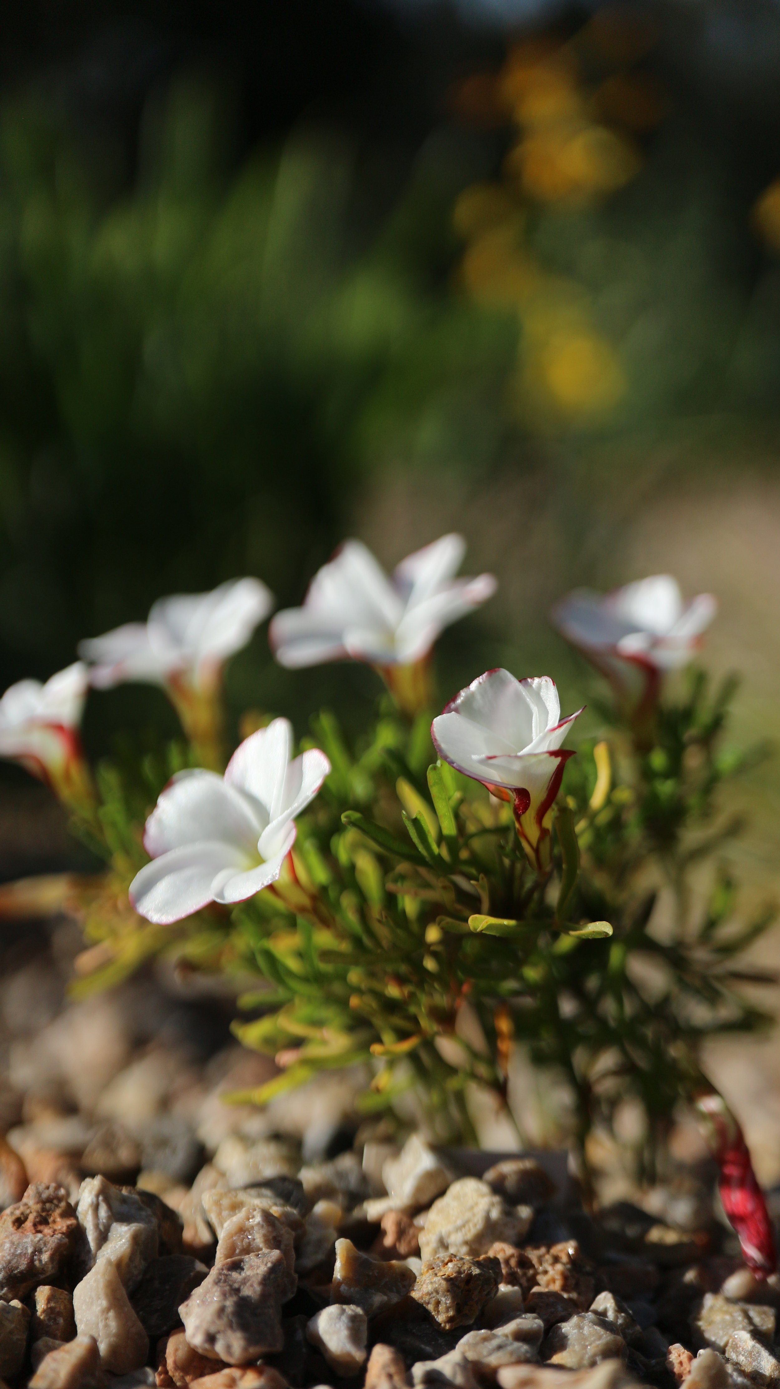 Oxalis versicolor / Oxalidaceae / SW Cape, South Africa