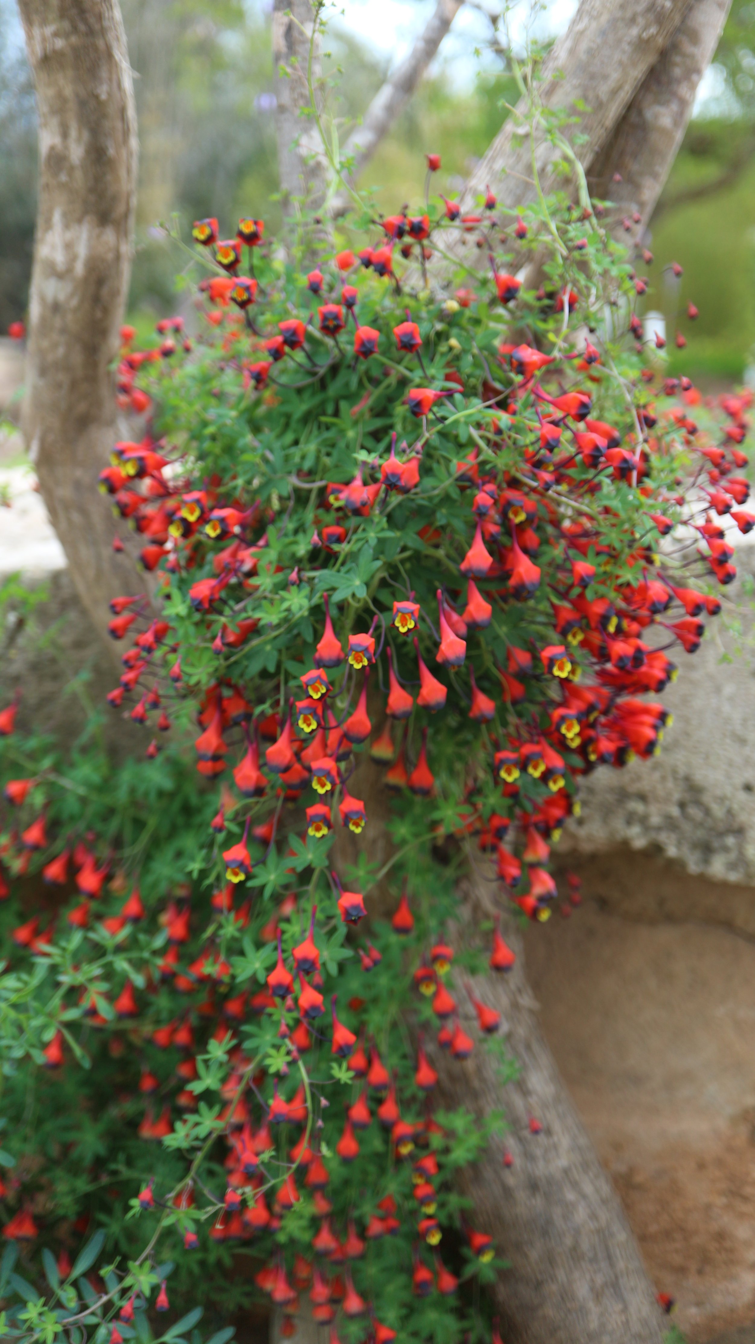 Tropaeolum tricolor / Tropaeolaceae / C Chile