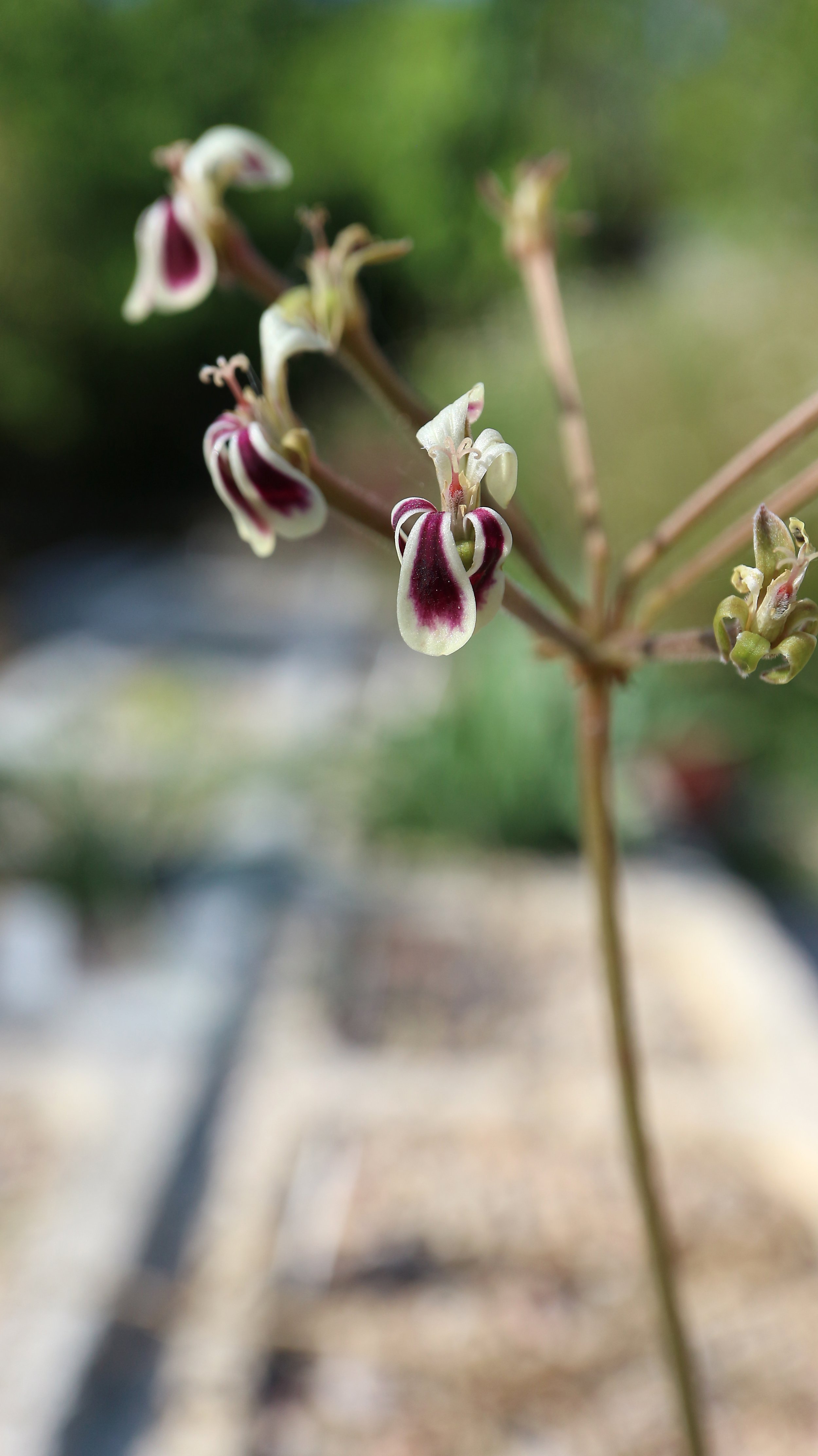 Pelargonium lobatum / Geraniaceae / SW Cape, South Africa