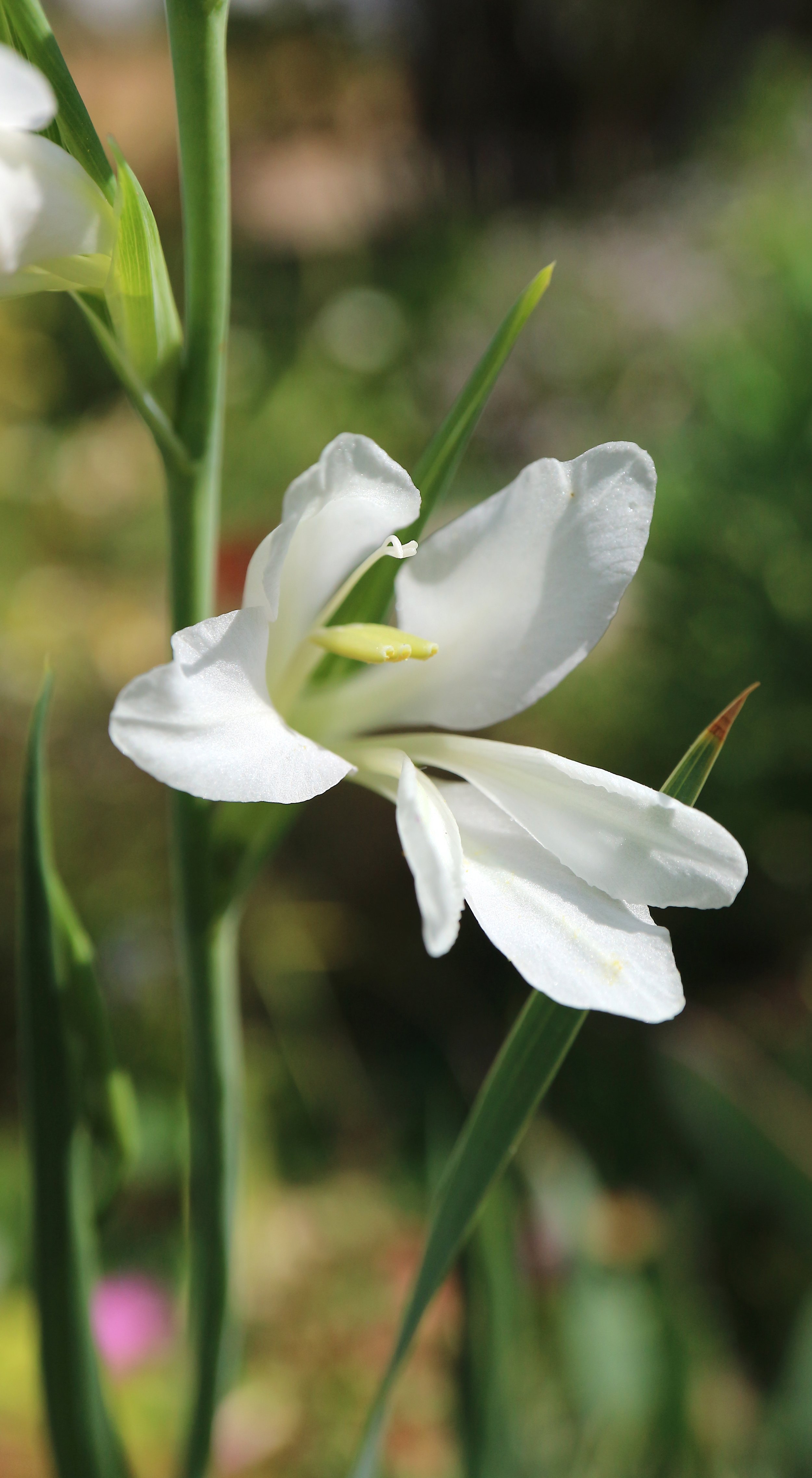 Gladiolus illyricus f. alba (ex Mallorca) / Iridaceae / Mediterranean Region
