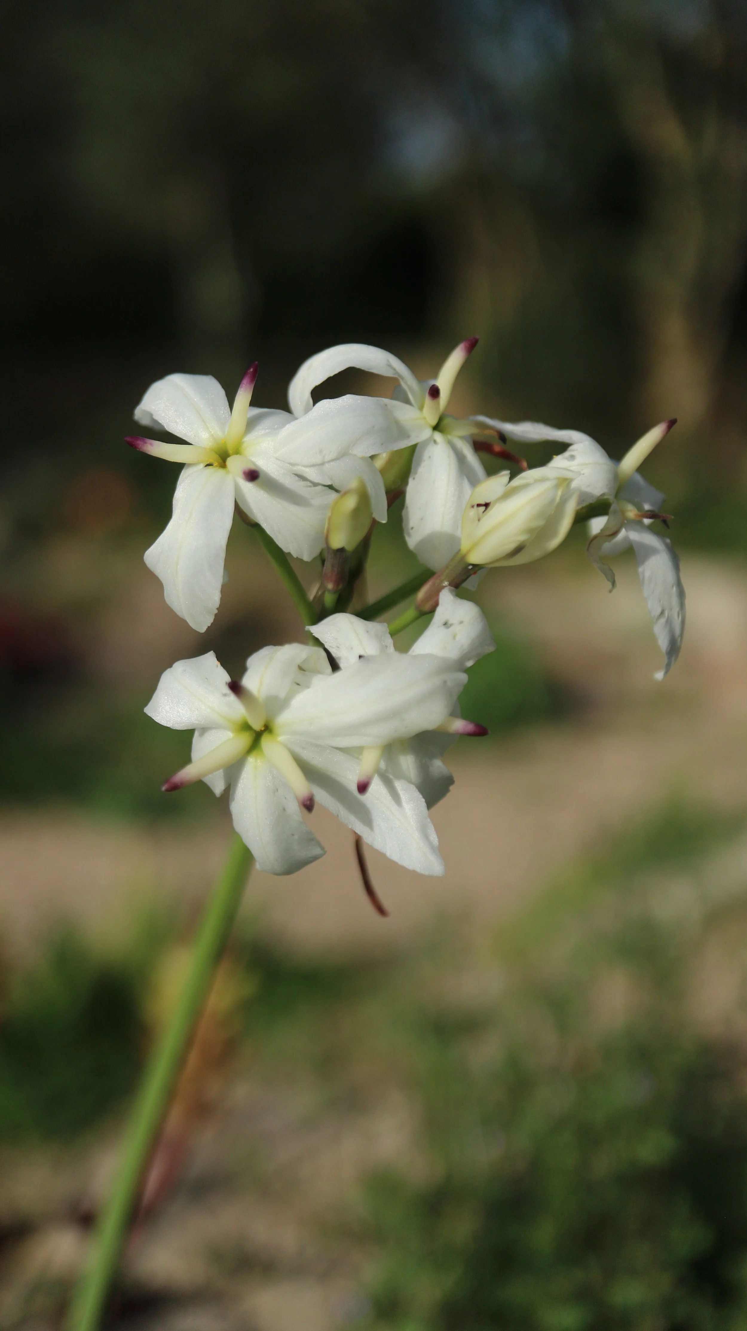Leucocoryne appendiculata / Allioideae / C Chile