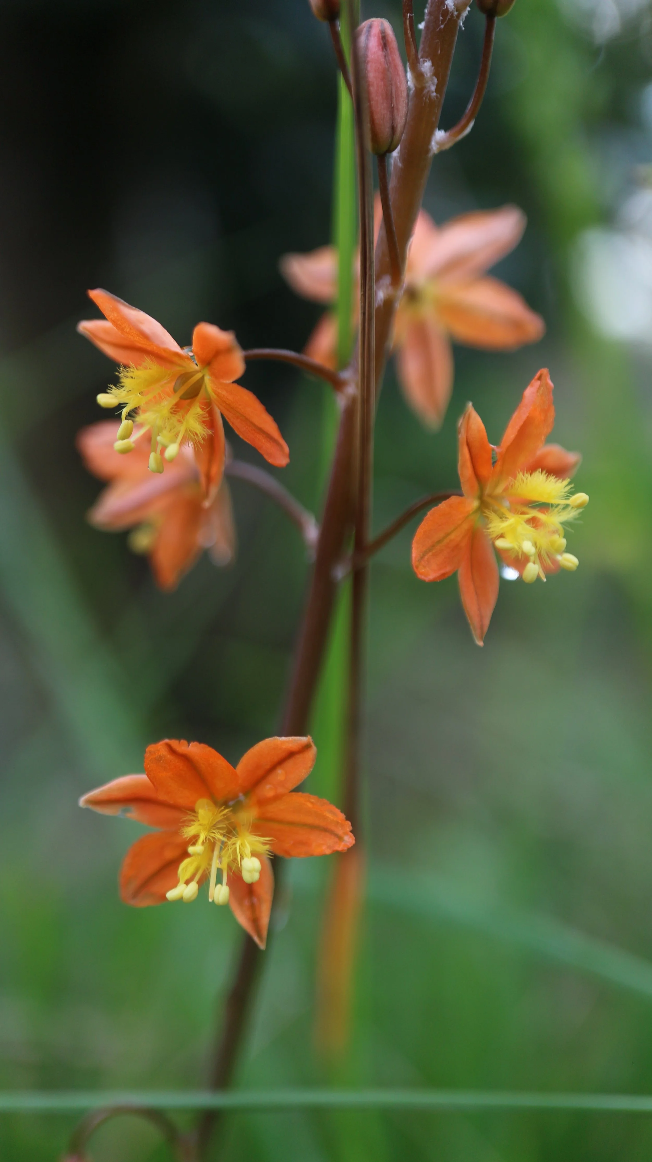 Bulbine frutescens 'Hallmark' / Asphodeloideae / South Africa