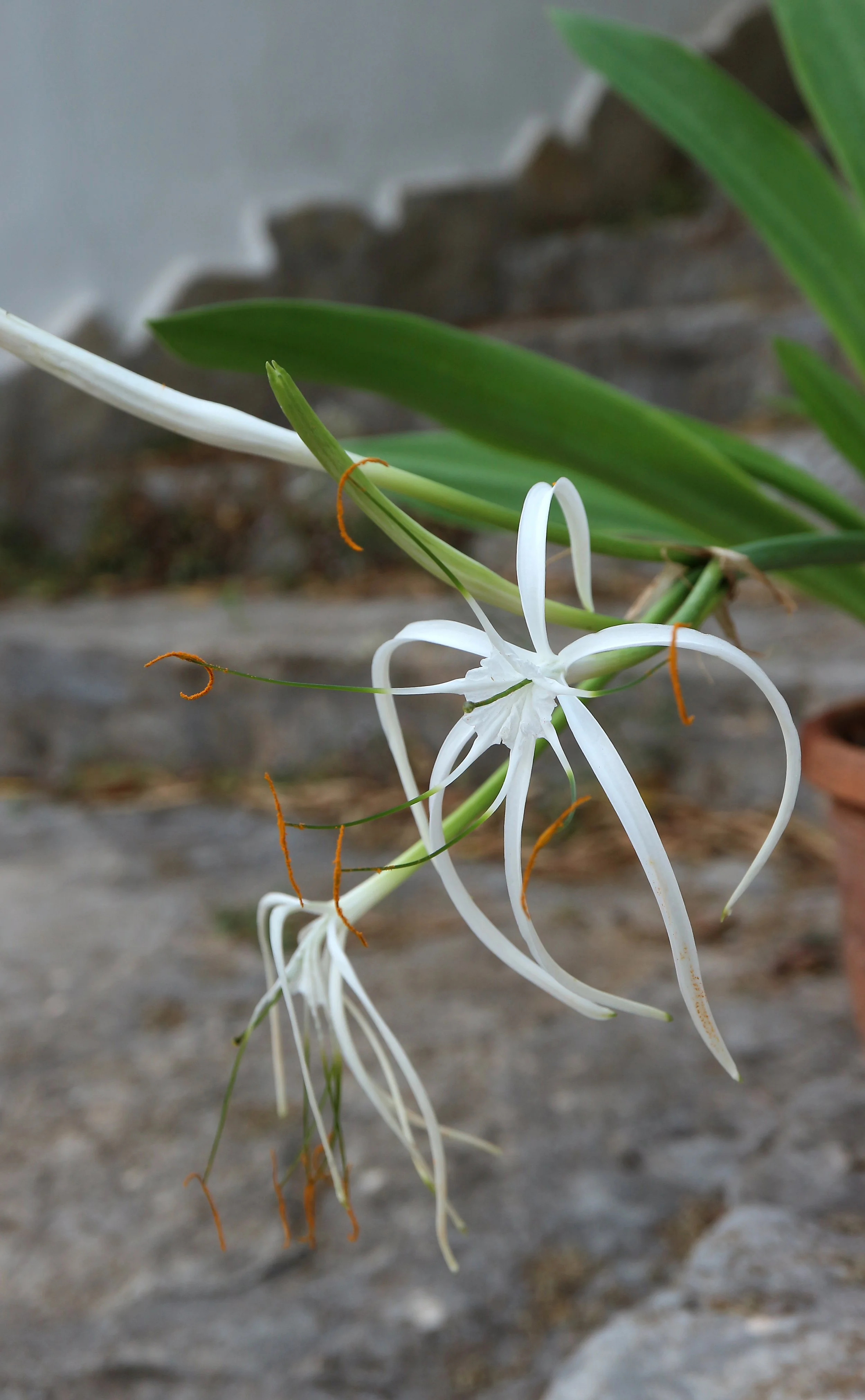 Hymenocallis harrissiana / Amaryllidaceae / México