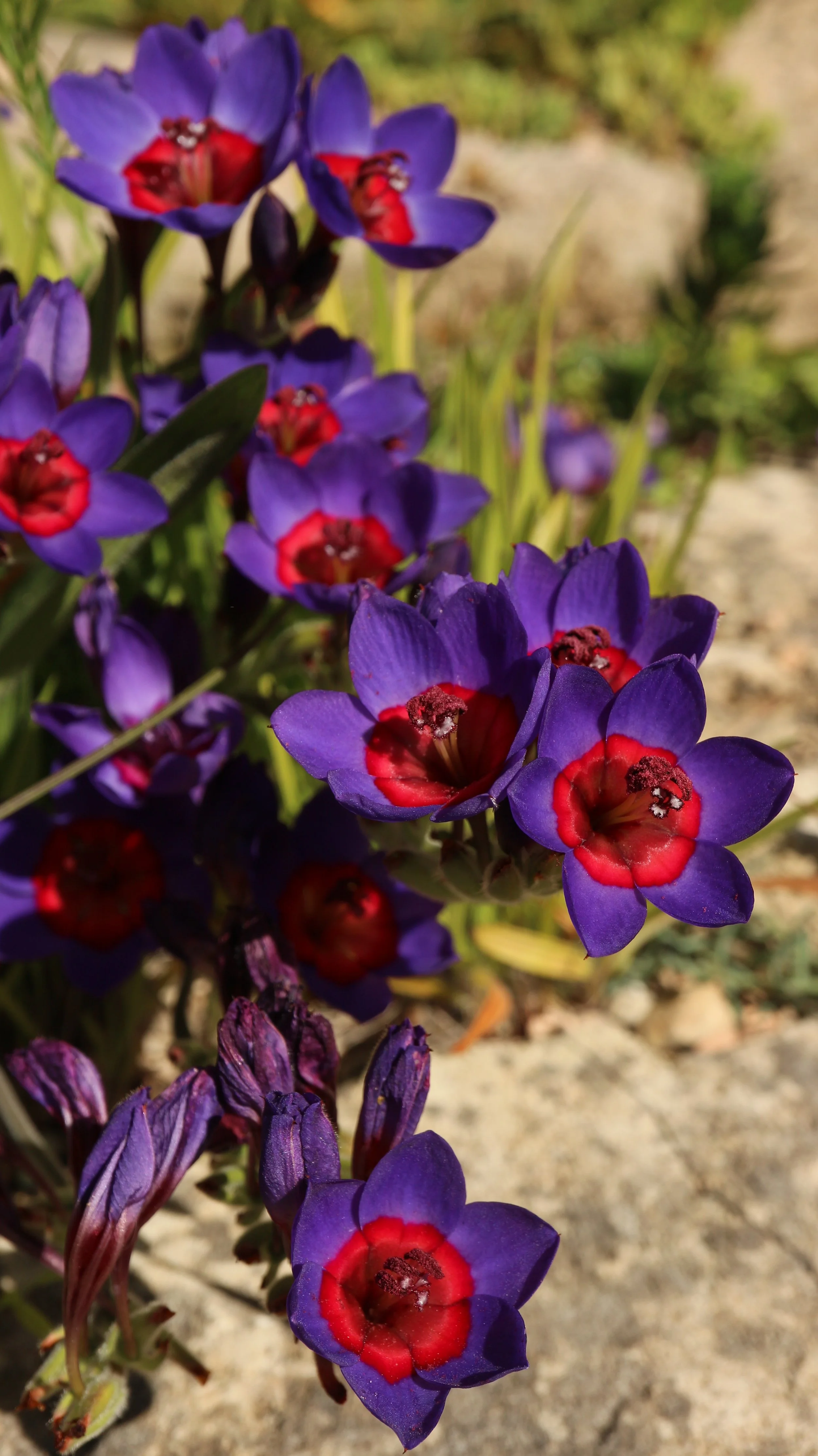 Babiana rubrocyanea / Iridaceae / SW Cape, South Africa