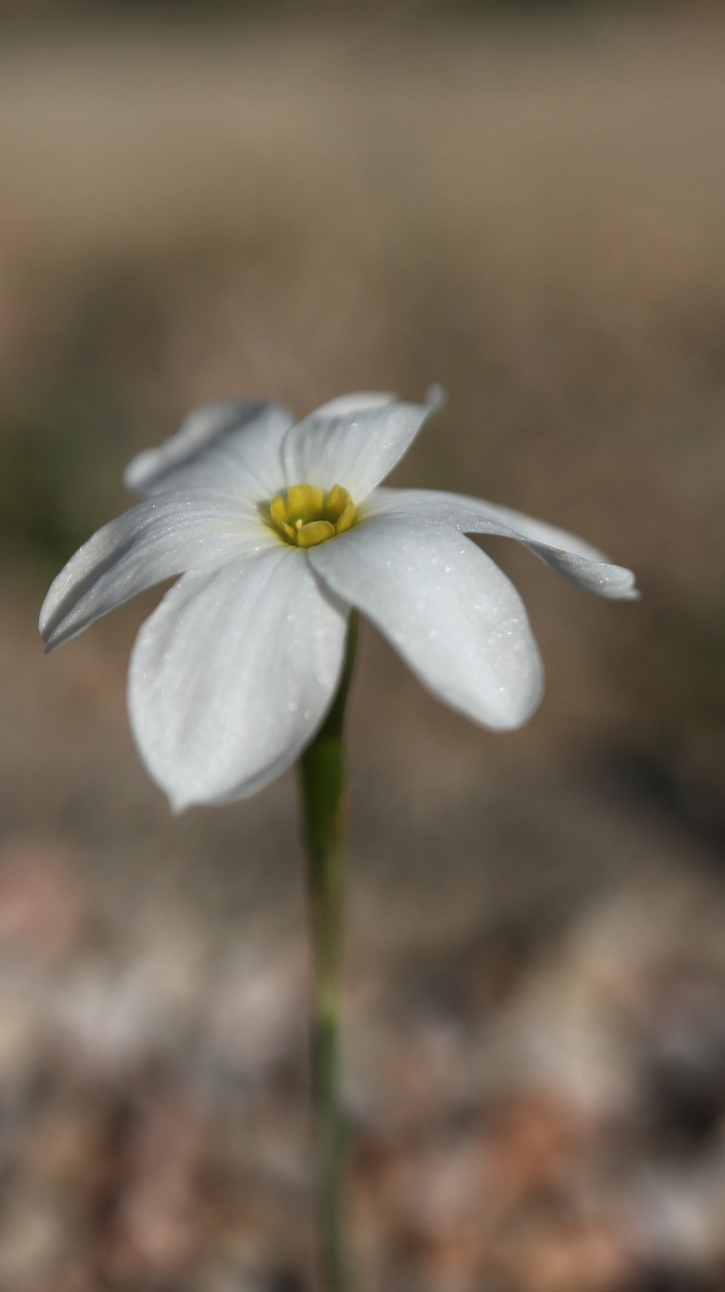 Narcissus serotinus (ex Gerena) / Amaryllidaceae / W Mediterranean