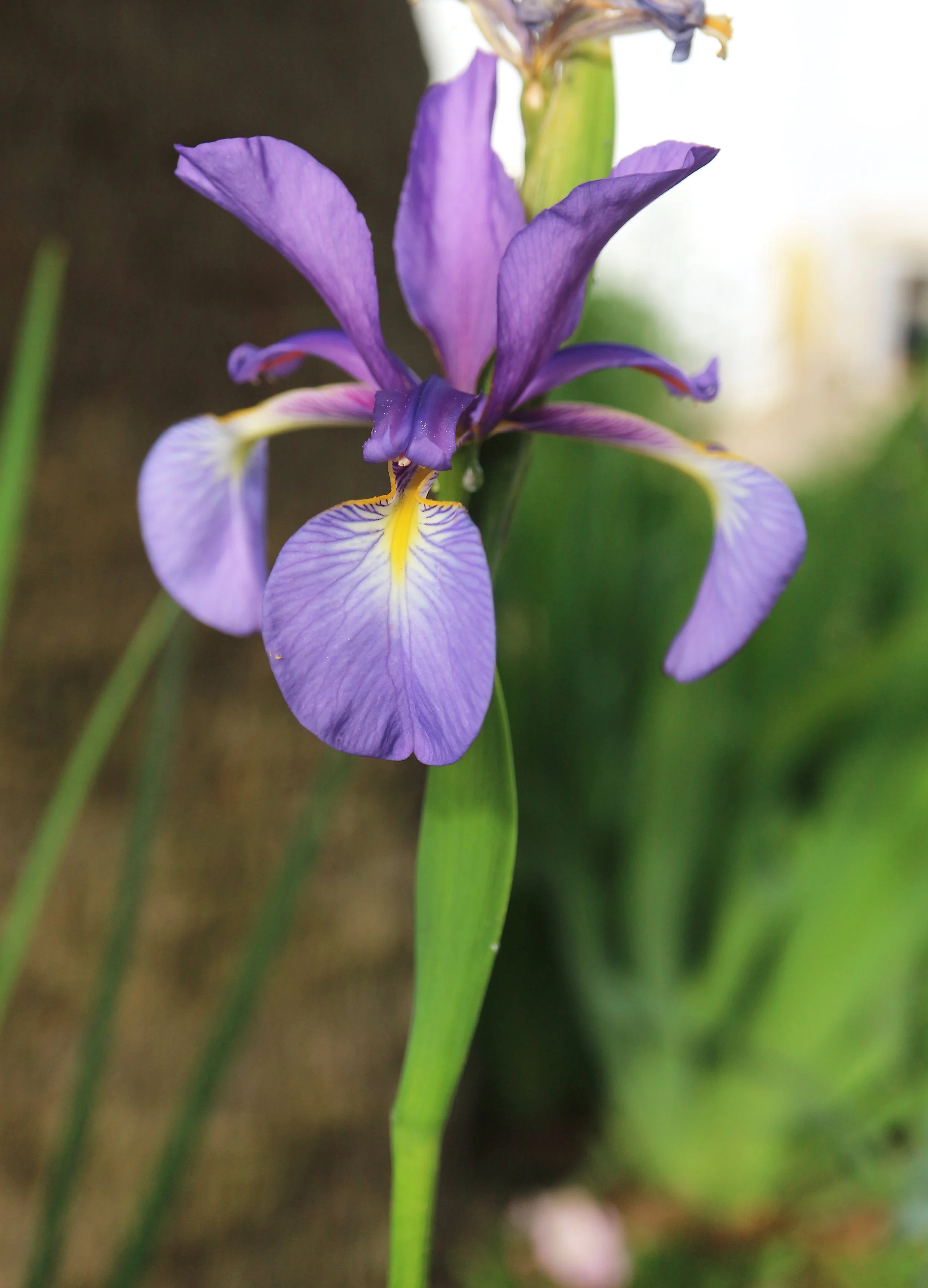 Iris spuria subsp. maritima / Iridaceae / W Mediterranean
