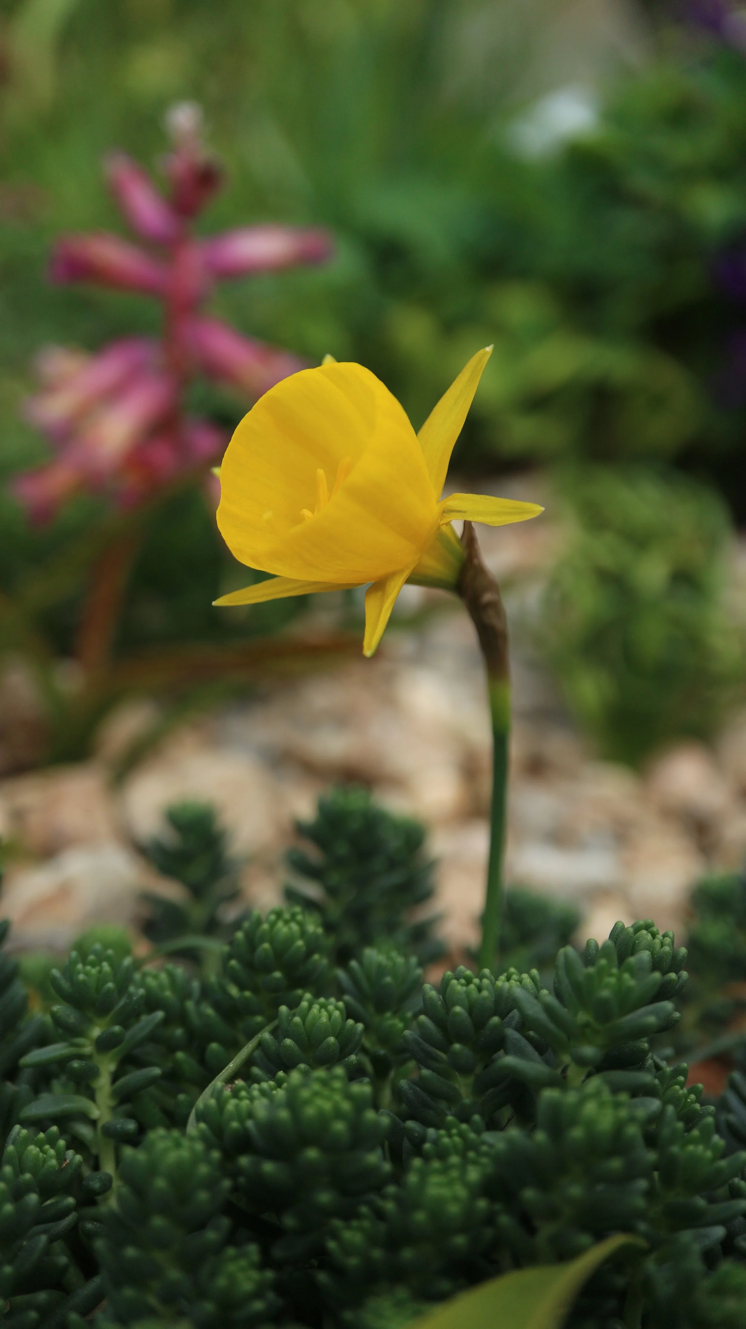 Narcissus obesus (ex Algarve) / Amaryllidaceae / SW Portugal