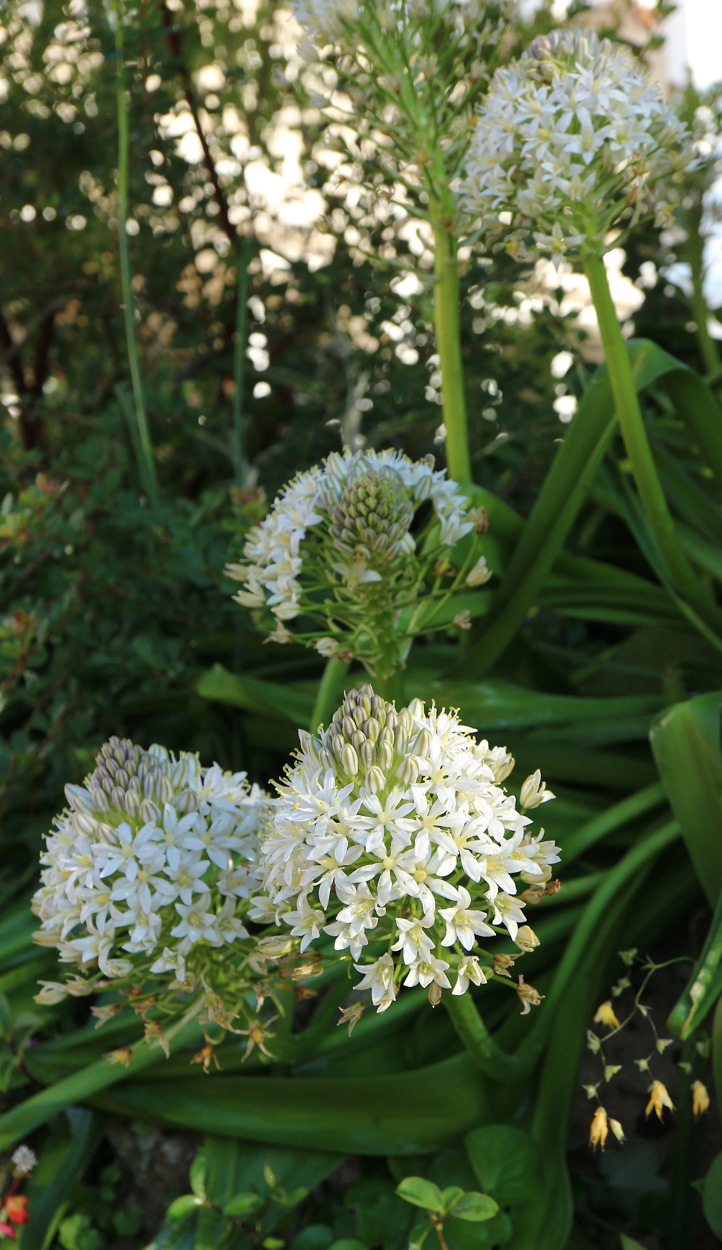Scilla peruviana f. alba - syn: Oncostemma peruviana / Scilloideae / Mediterranean Region