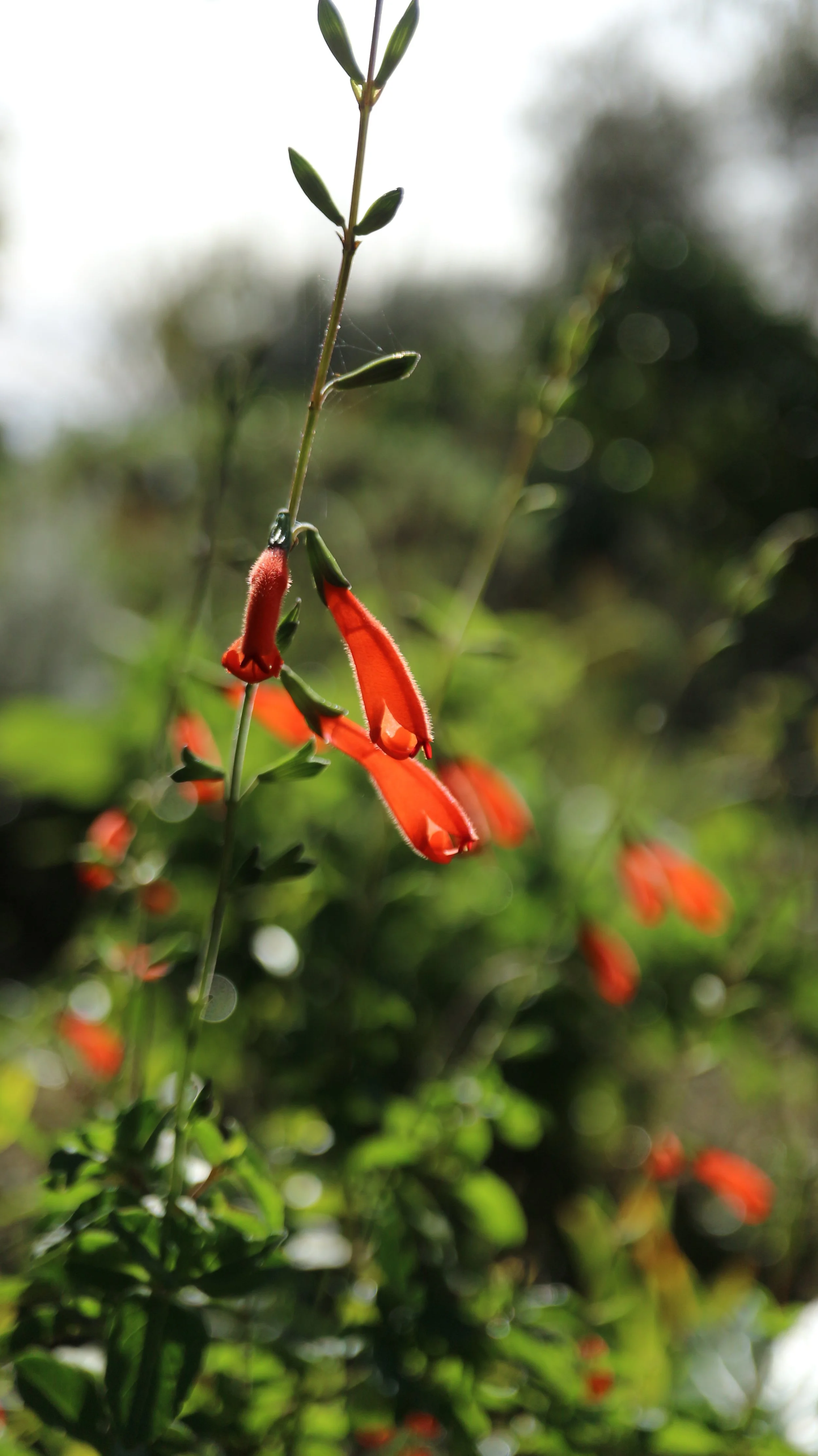 Salvia oppositiflora / Lamiaceae / Perú